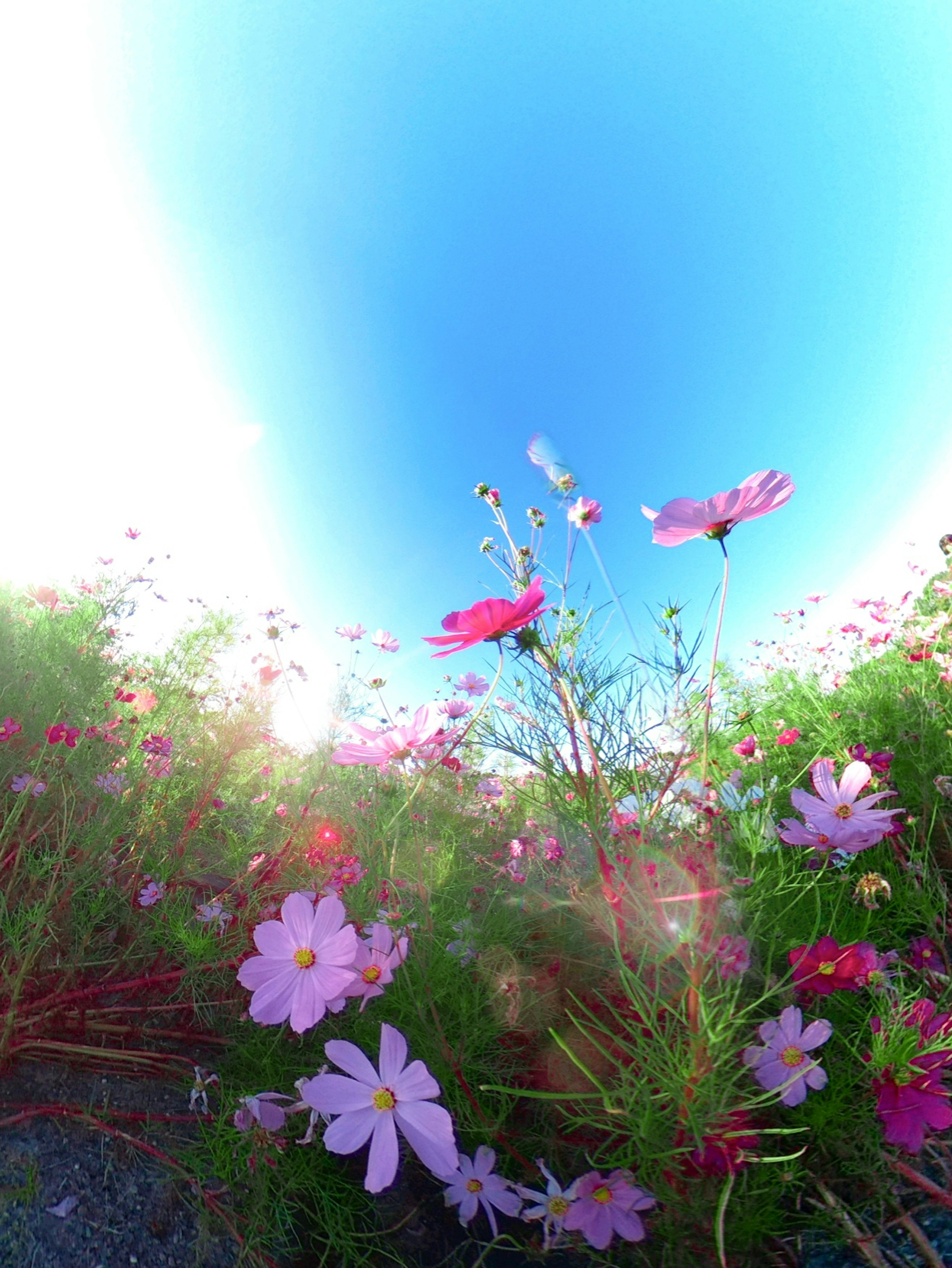 Colorful cosmos flowers under a blue sky