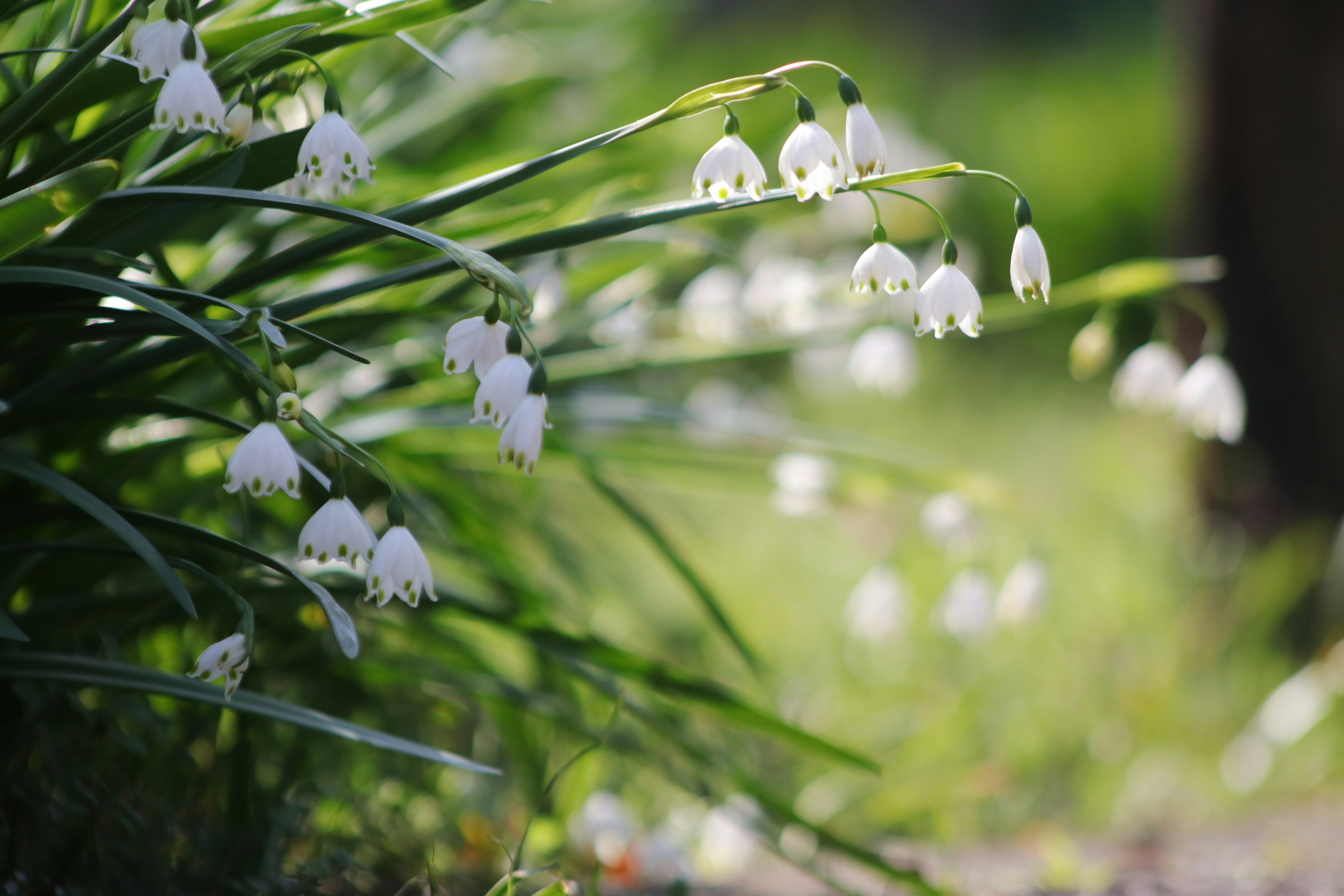 Sekelompok bunga snowdrop putih yang halus mekar di tengah rumput hijau subur