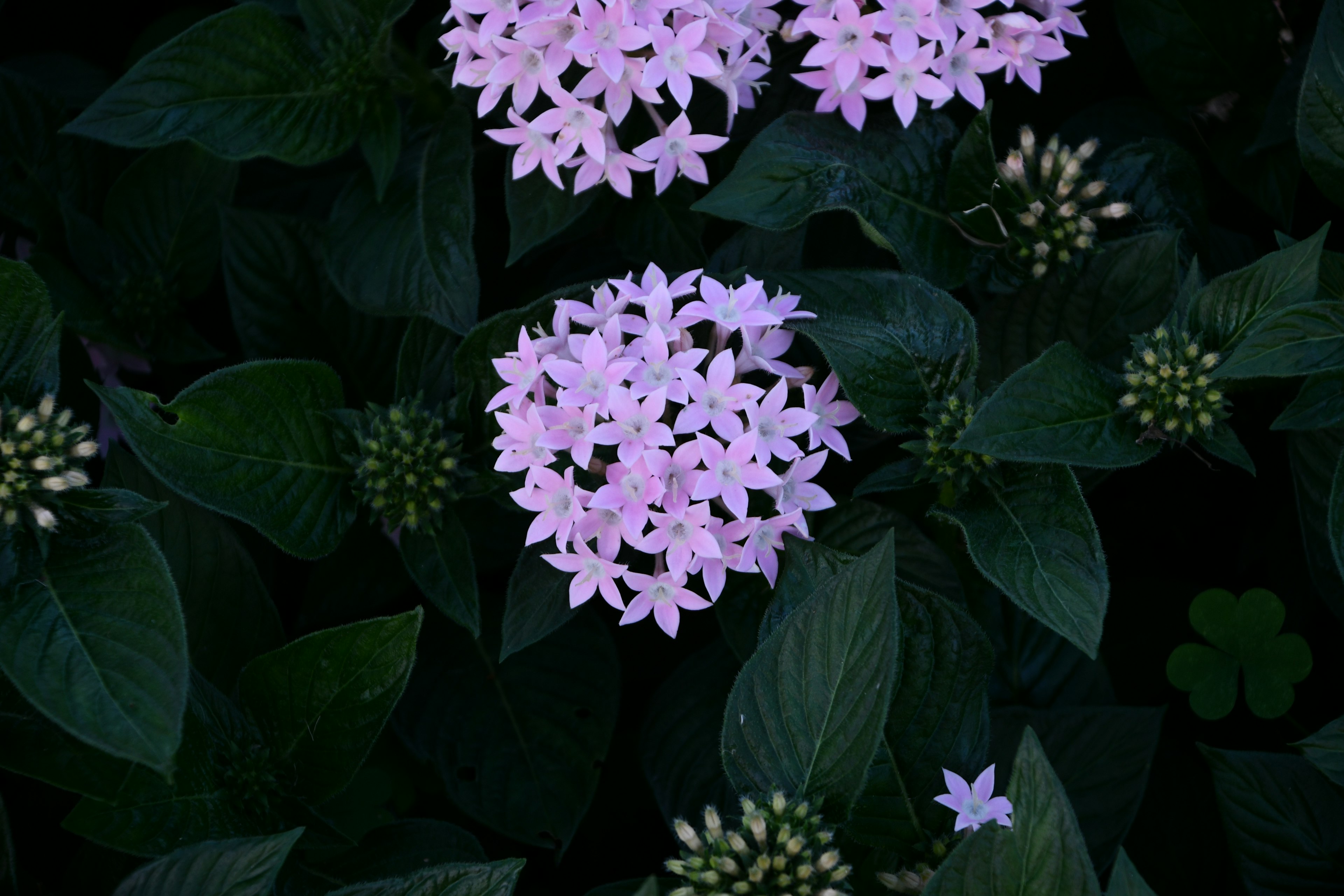 緑の葉に囲まれた薄紫の花が咲いている