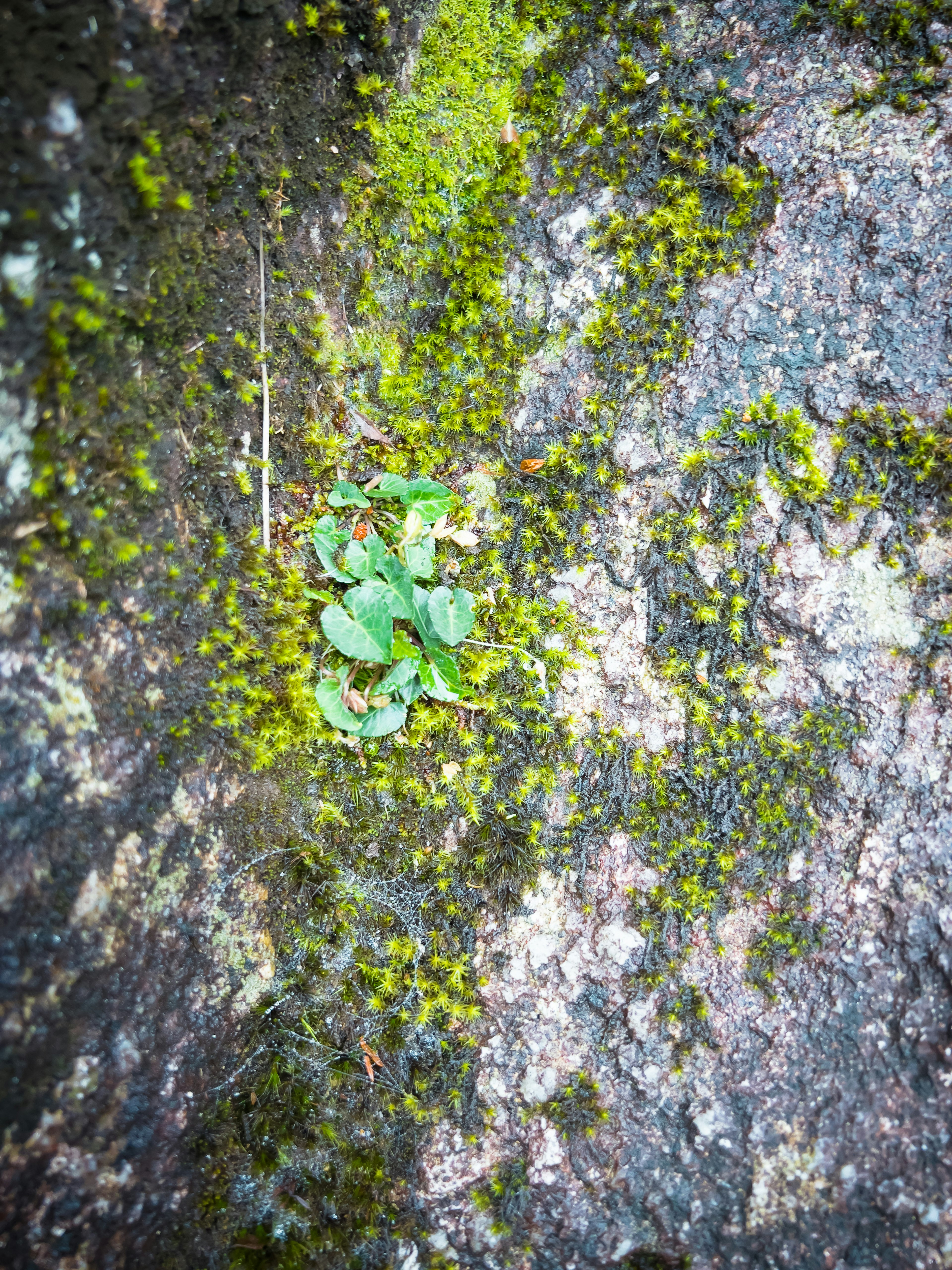 Small green plant and moss growing on a rocky surface