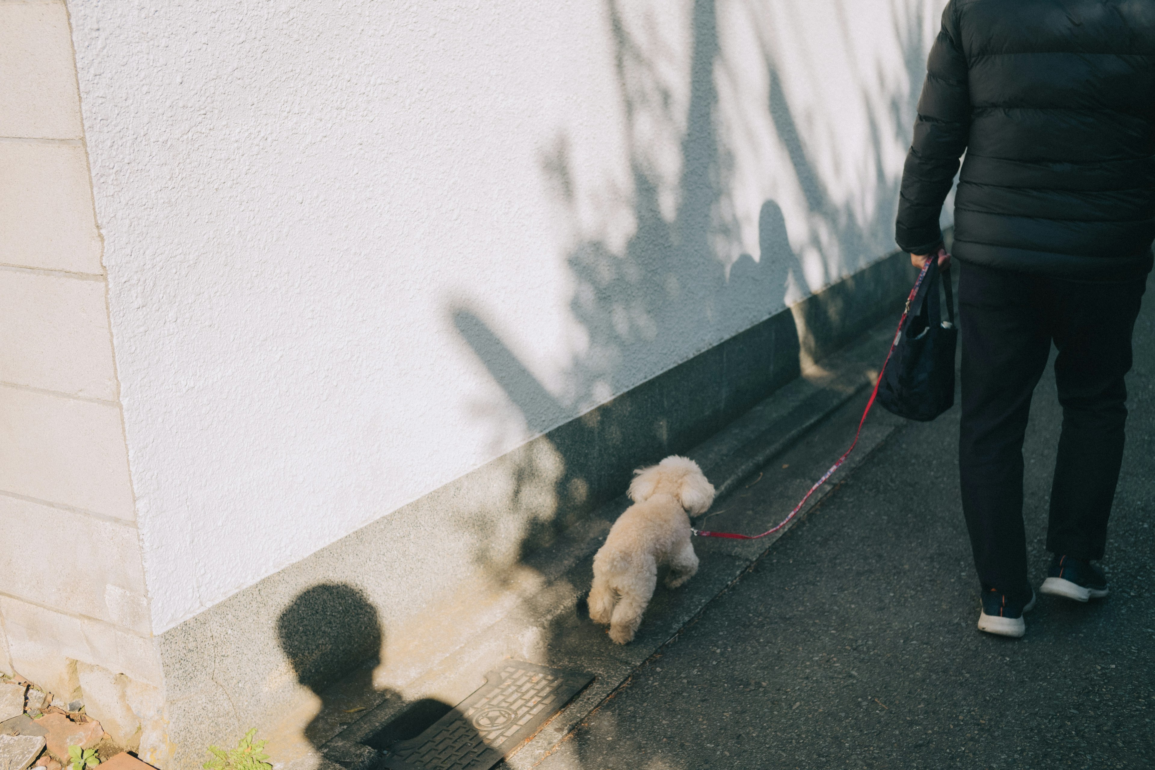 Eine Person, die einen kleinen Hund mit Schatten an der Wand spazieren führt