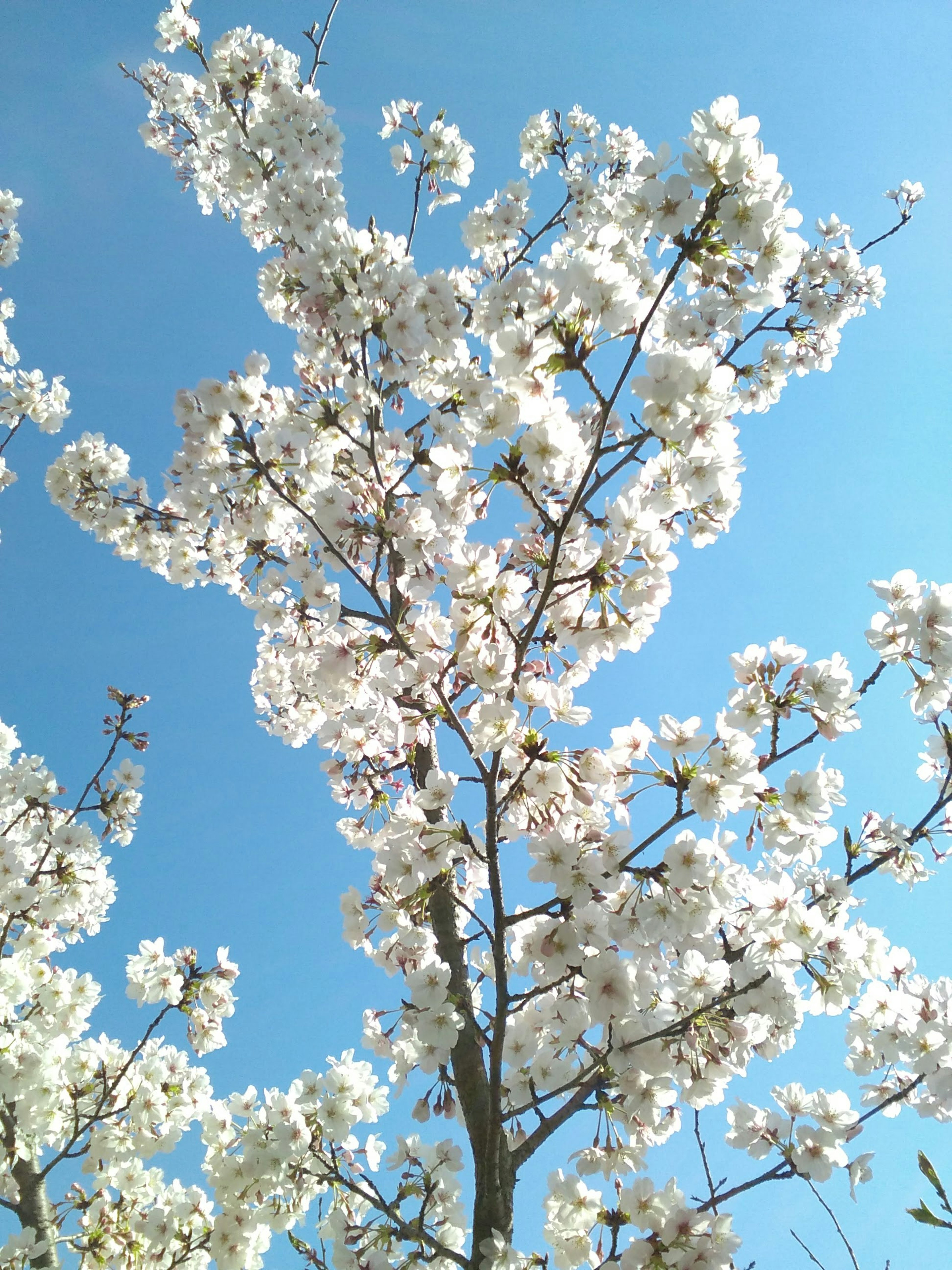 Branches d'un arbre en fleurs avec des fleurs blanches sur un ciel bleu