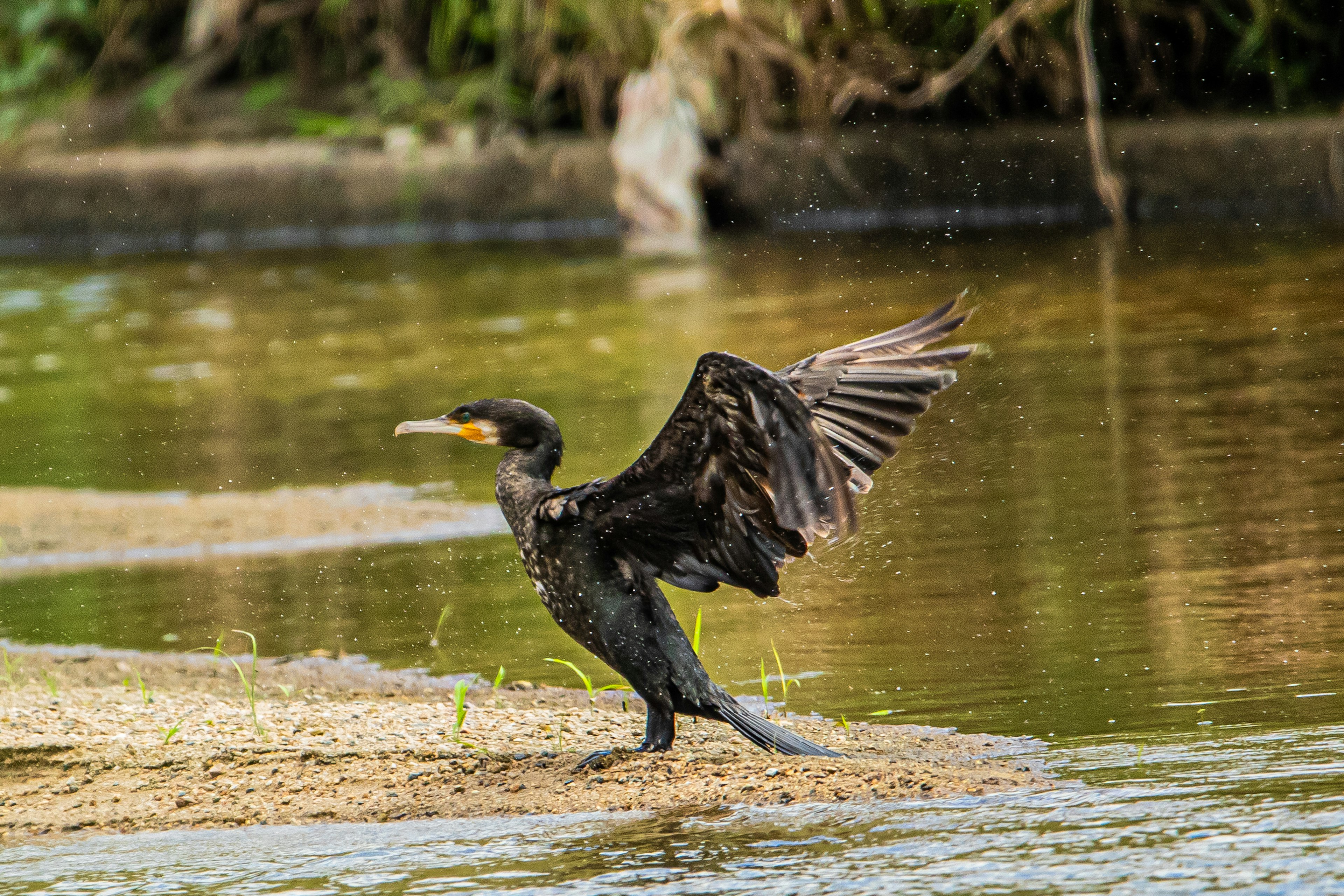 Un cormoran étendant ses ailes près de l'eau