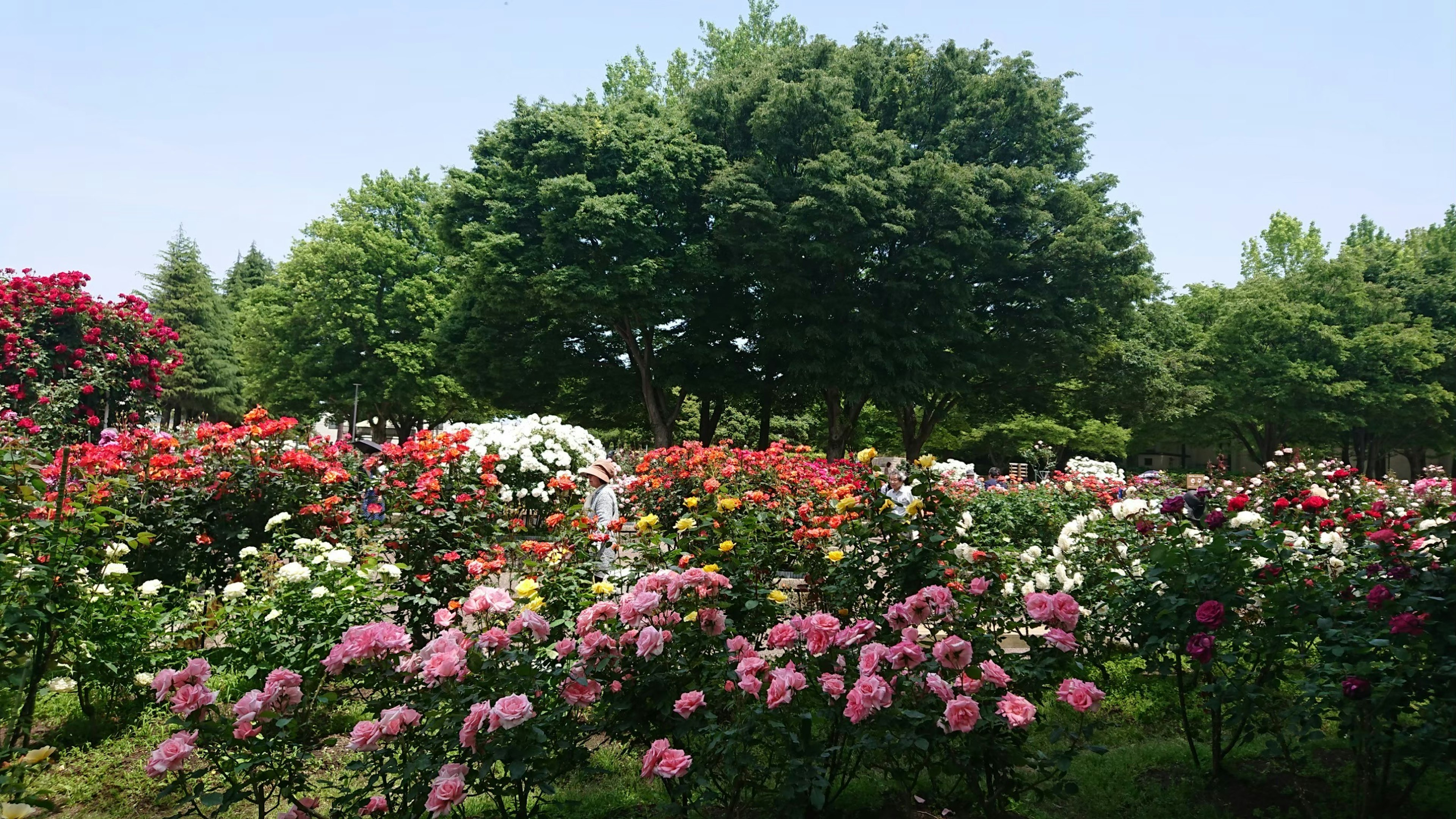 Lebendiger Rosengarten mit verschiedenen Farben und üppigem Grün