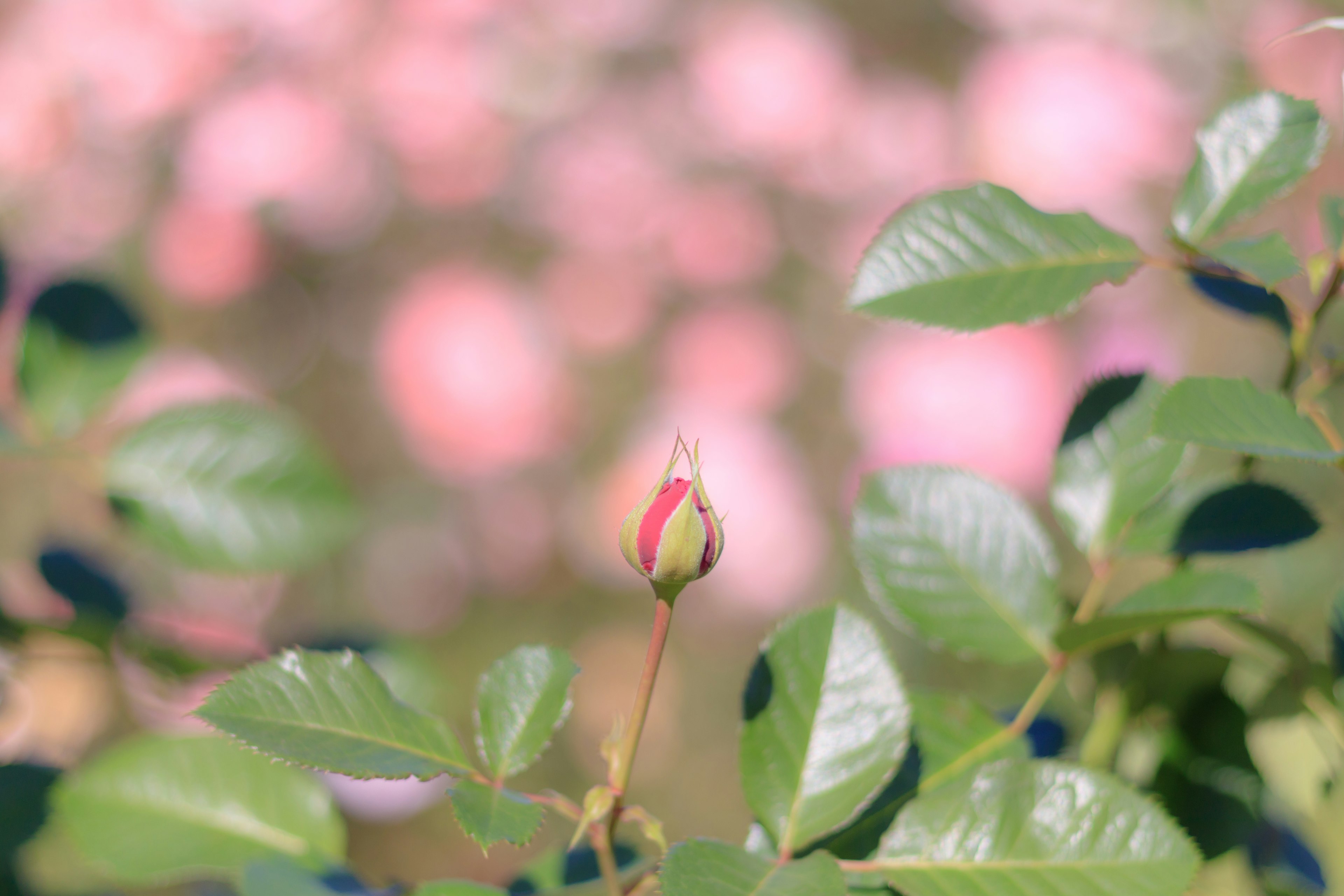 Eine Rosenknospe mit grünen Blättern vor einem sanften rosa Hintergrund