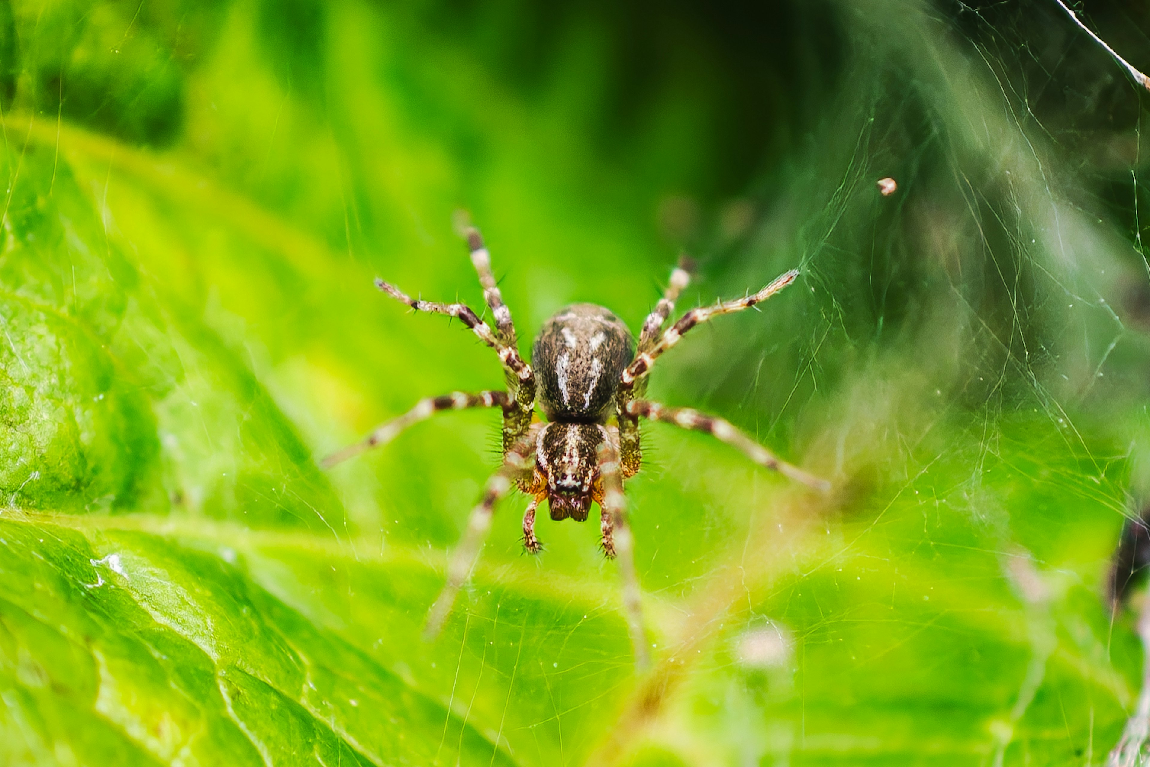 Gros plan d'une araignée sur une feuille montrant des motifs et des couleurs complexes