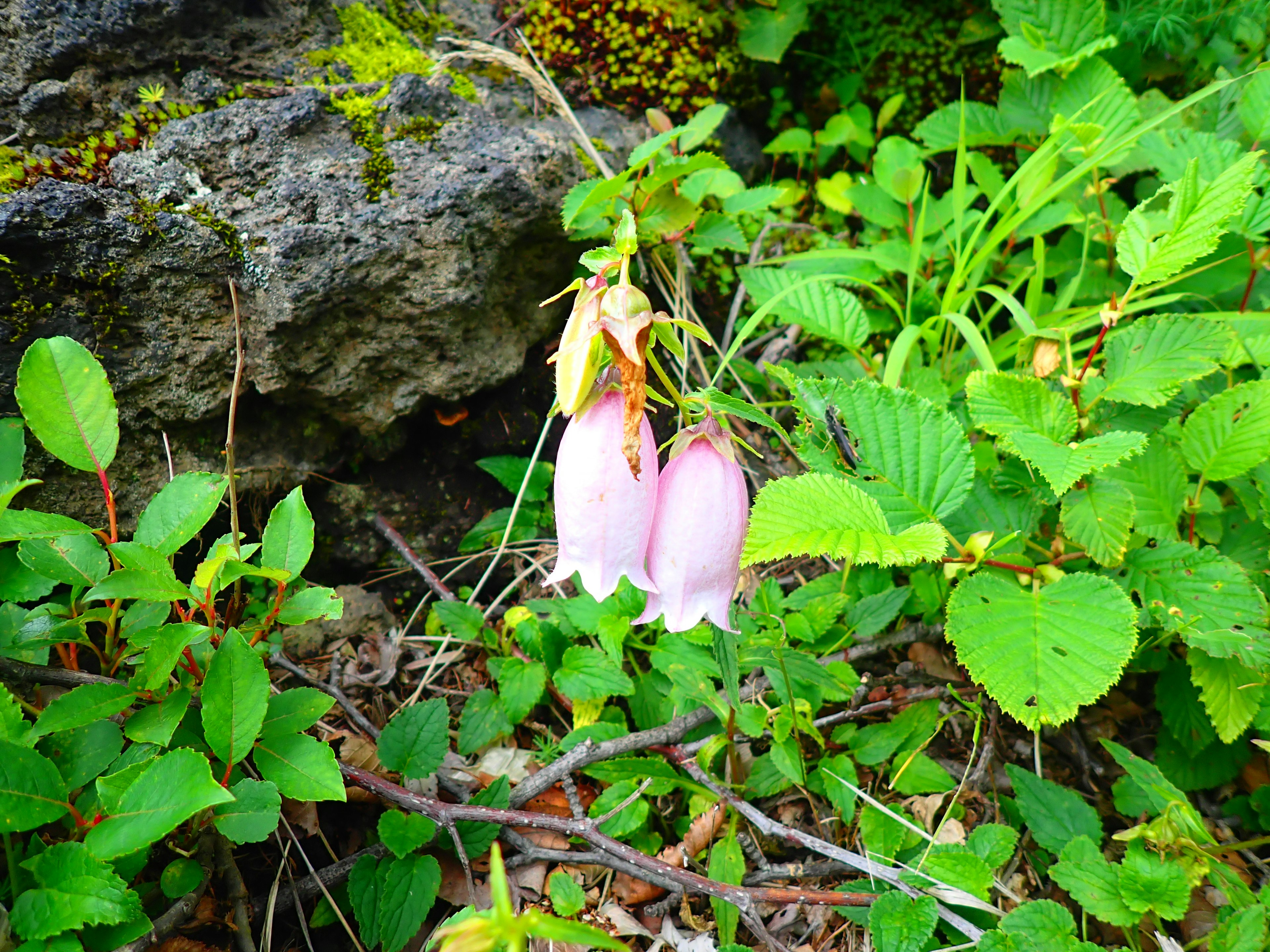 Eine Szene mit zwei rosa Blumen, umgeben von grünen Blättern