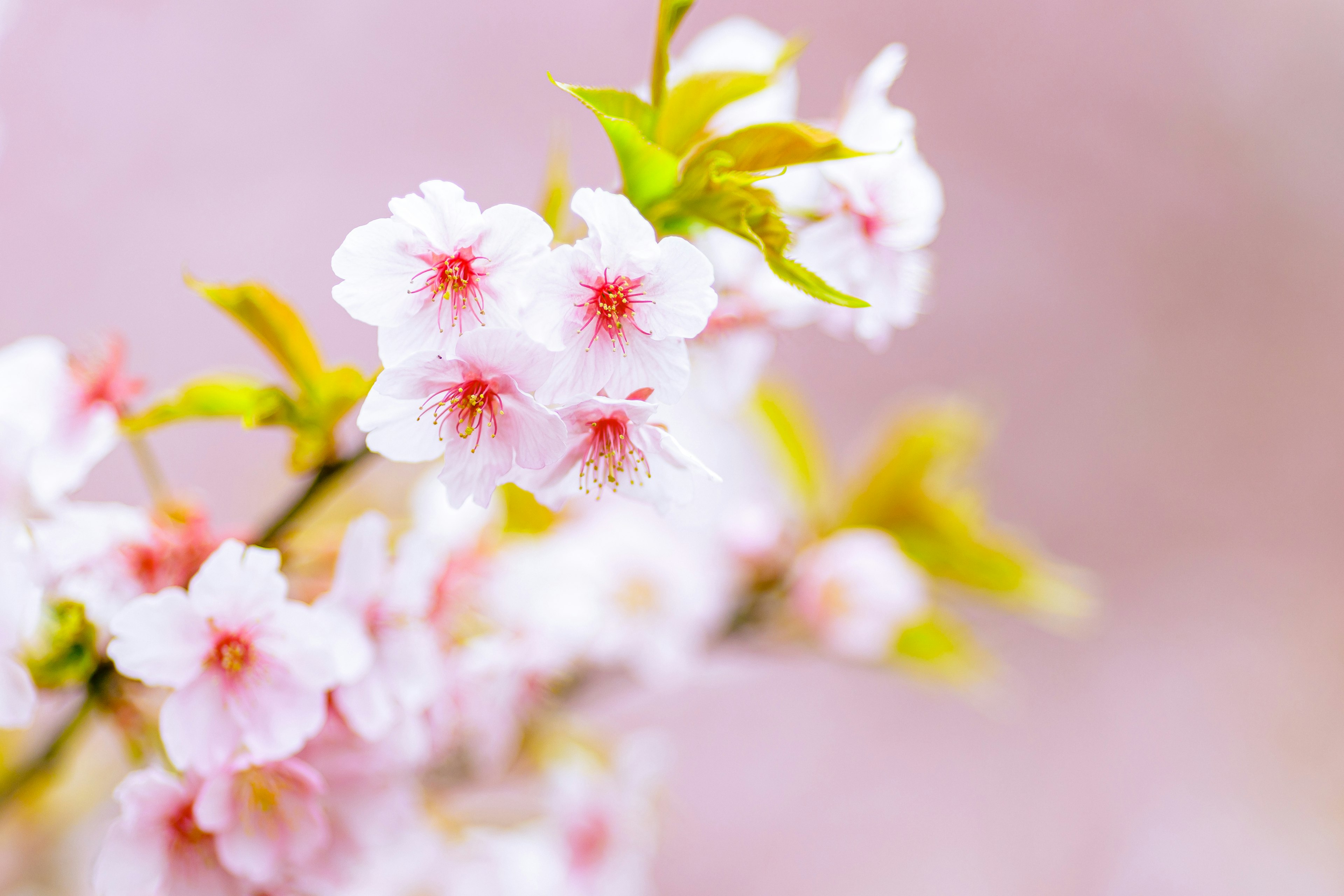 Kedekatan bunga sakura di cabang