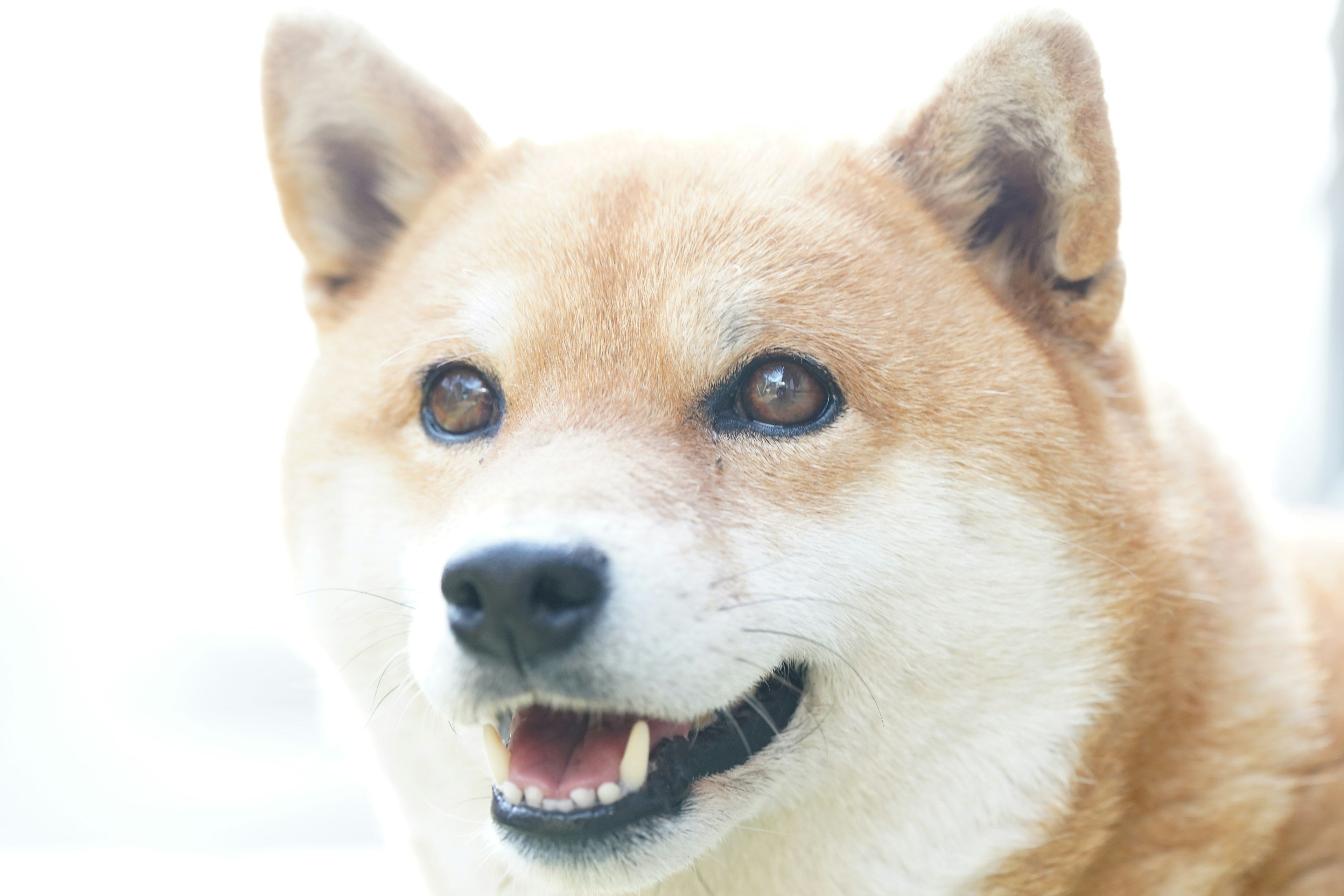 Wajah Shiba Inu tersenyum bulu lembut latar belakang cerah