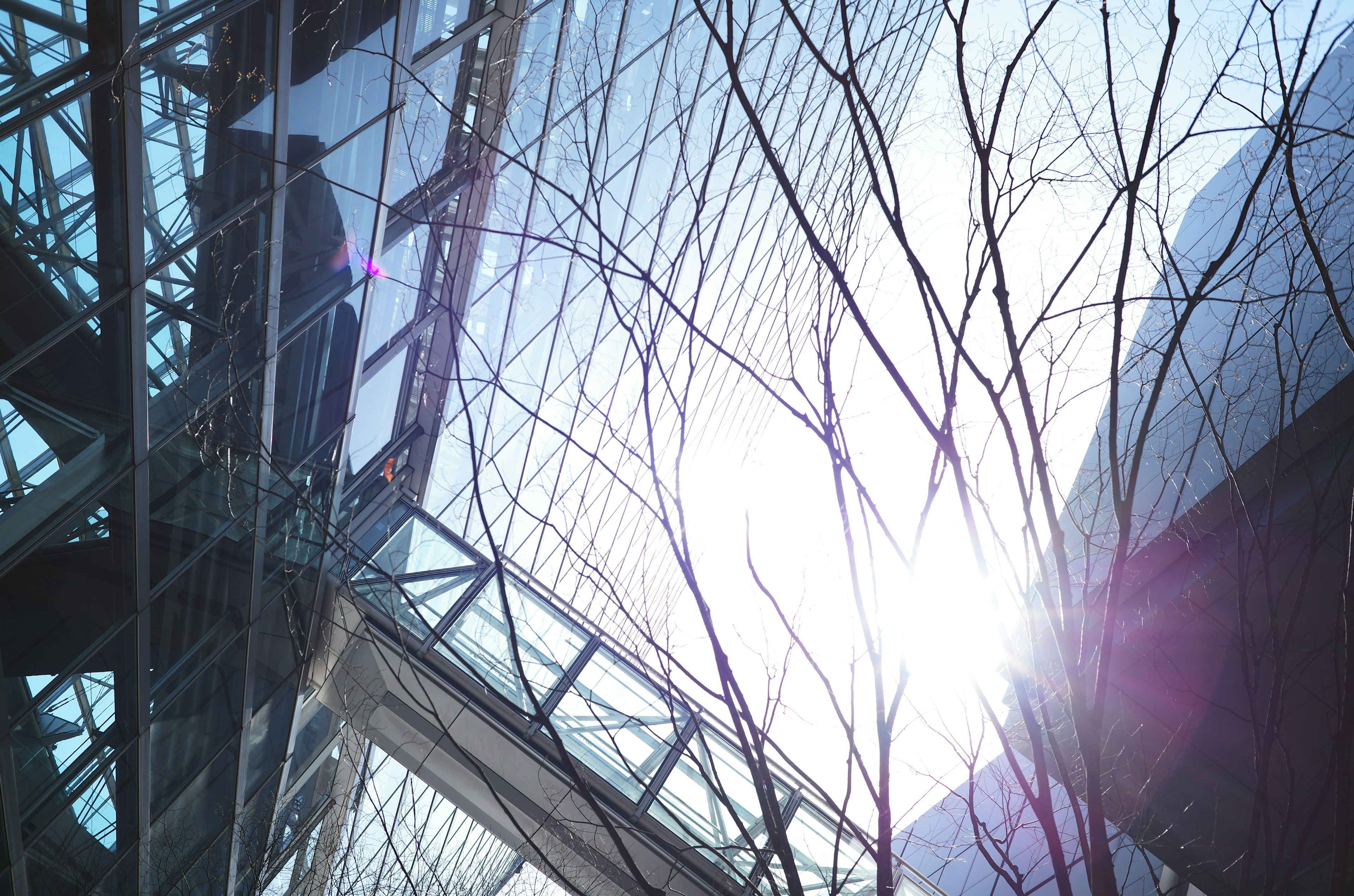 Photo of skyscrapers and tree branches under a blue sky