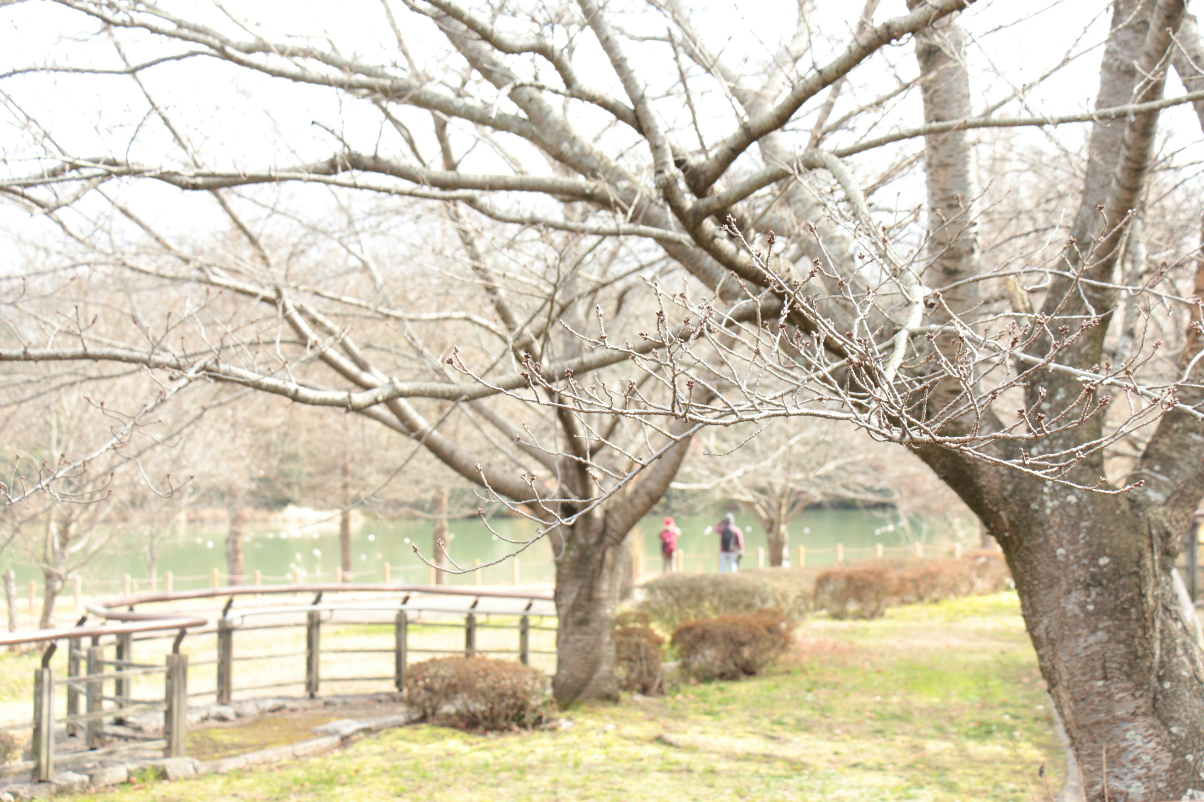 冬の公園の風景、枯れた木々と小道、遠くに人々が歩いている