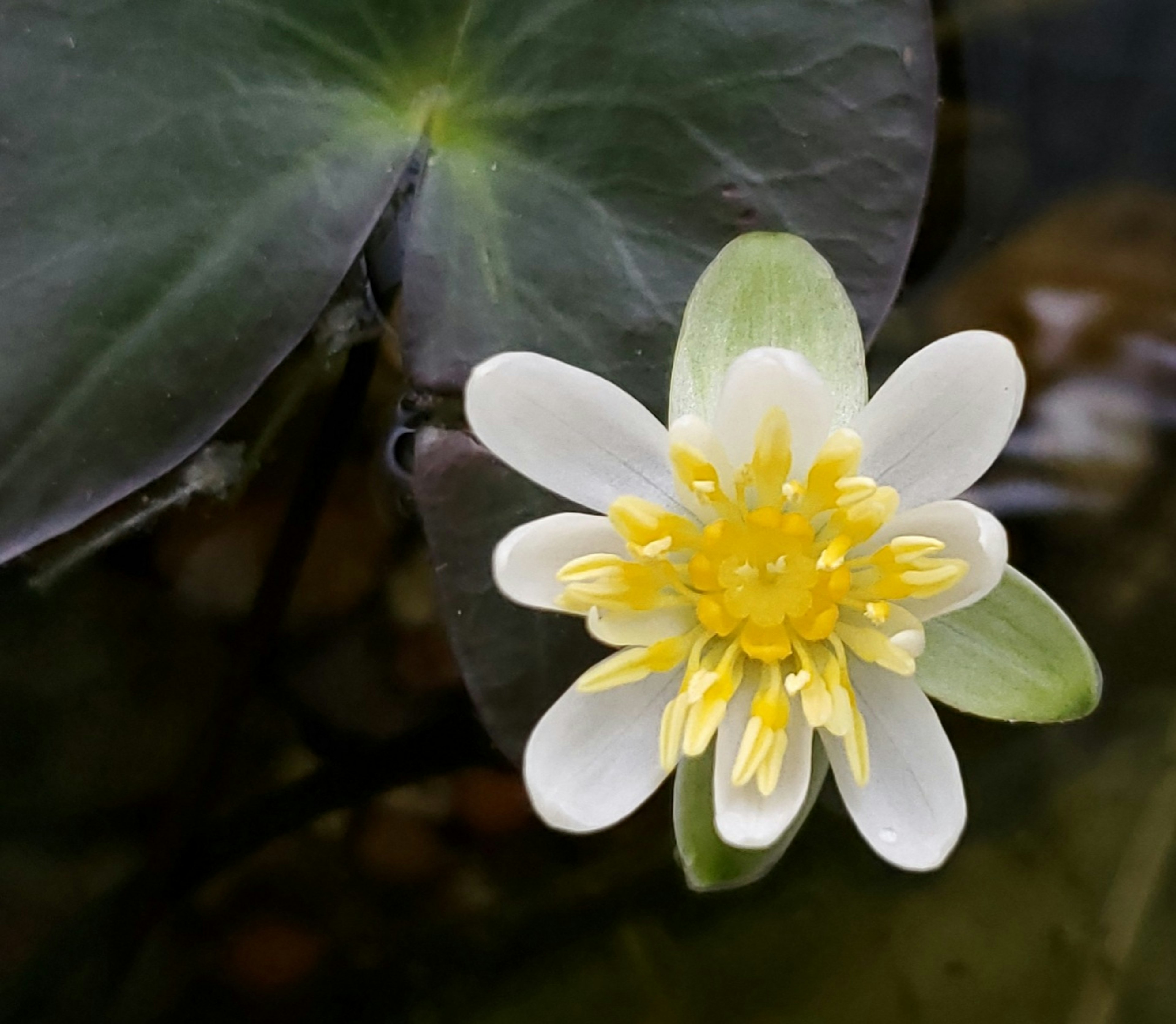 Una flor blanca con centro amarillo flotando en el agua cerca de hojas verdes