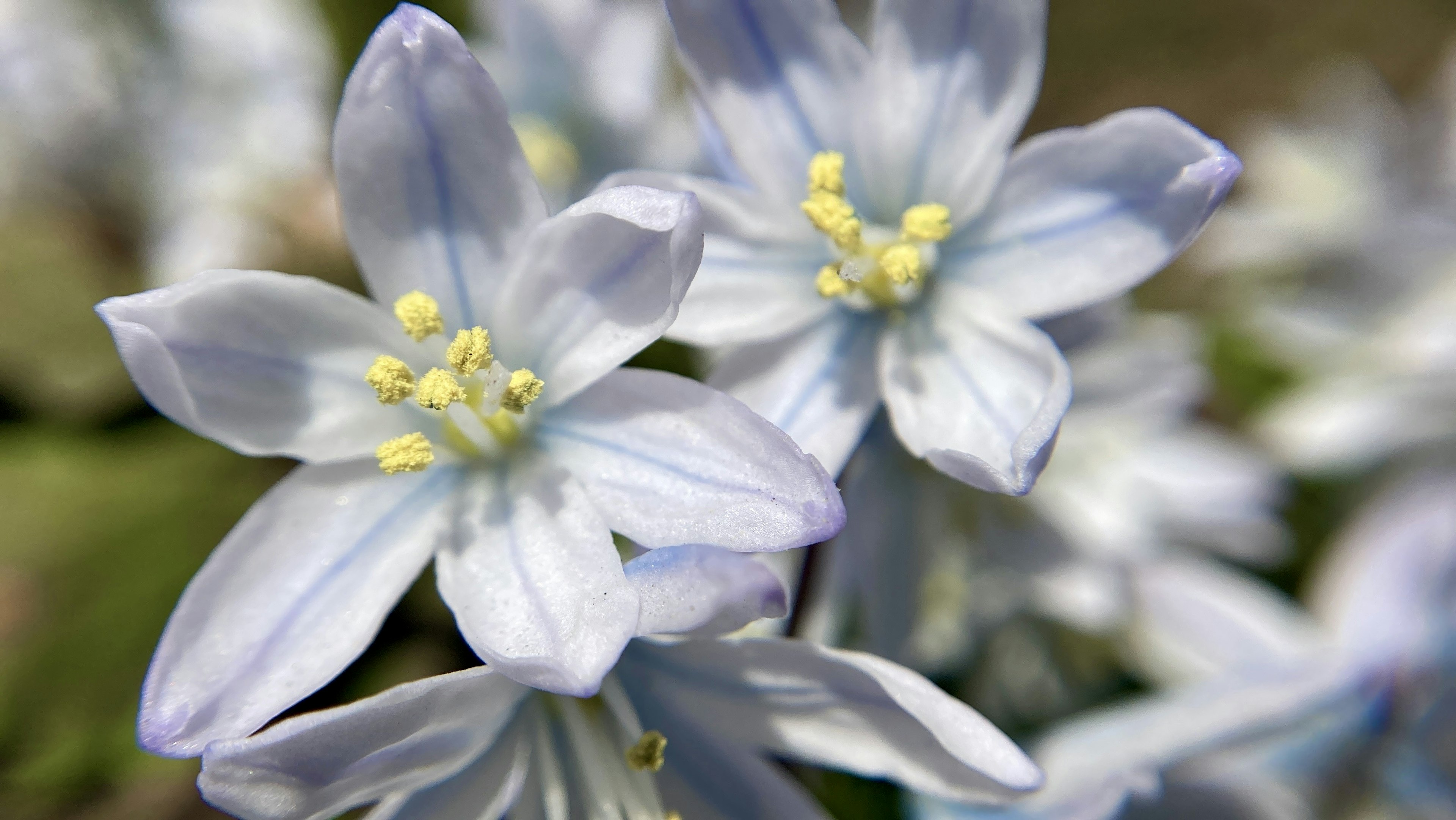 Gros plan de fleurs blanches délicates avec des étamines jaunes