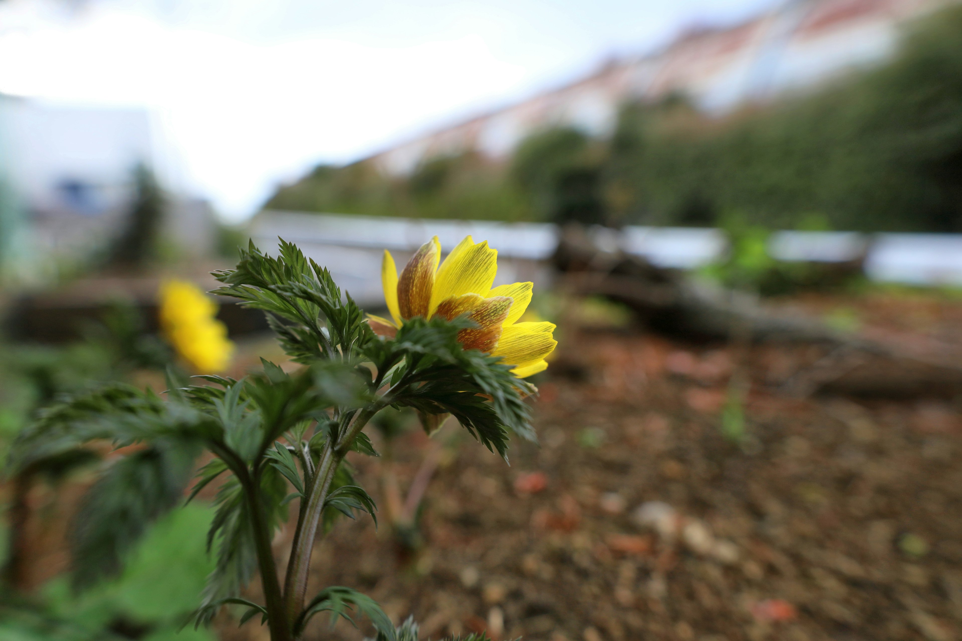 黄色い花が咲く植物が前景にあり背景がぼやけている