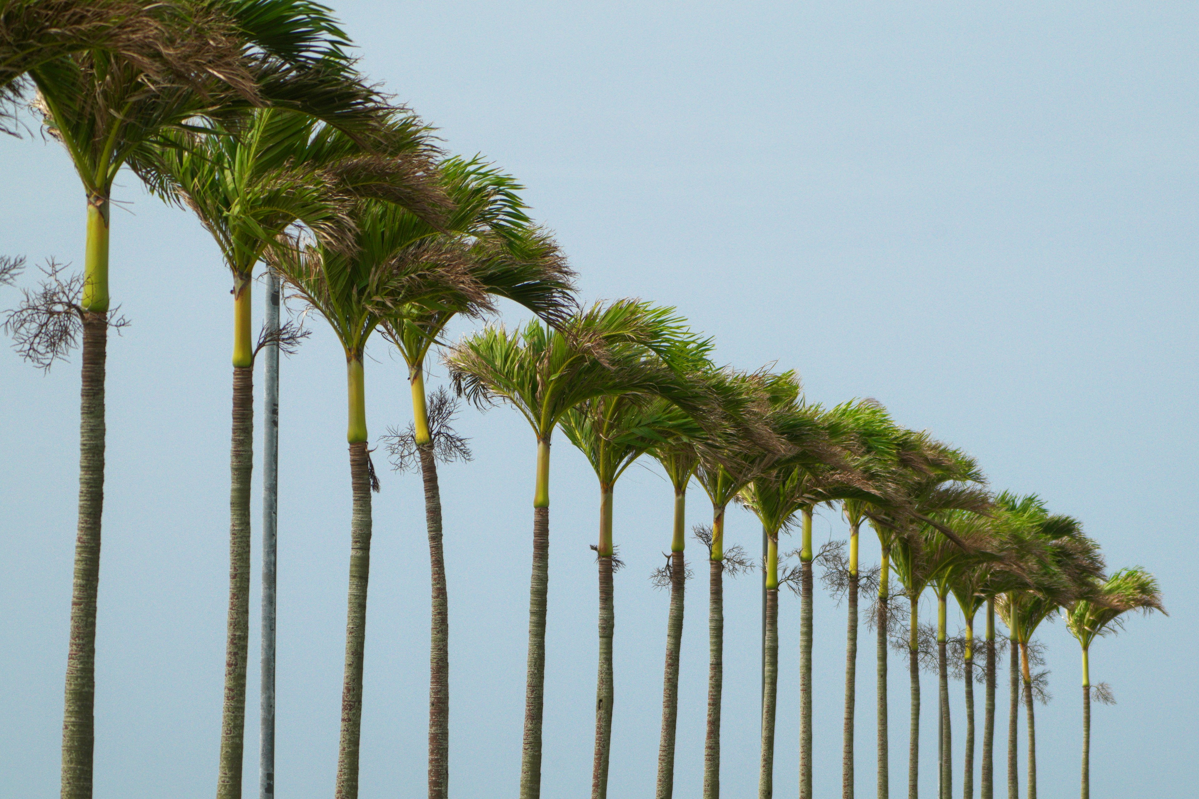 Una fila de palmeras bajo un cielo azul