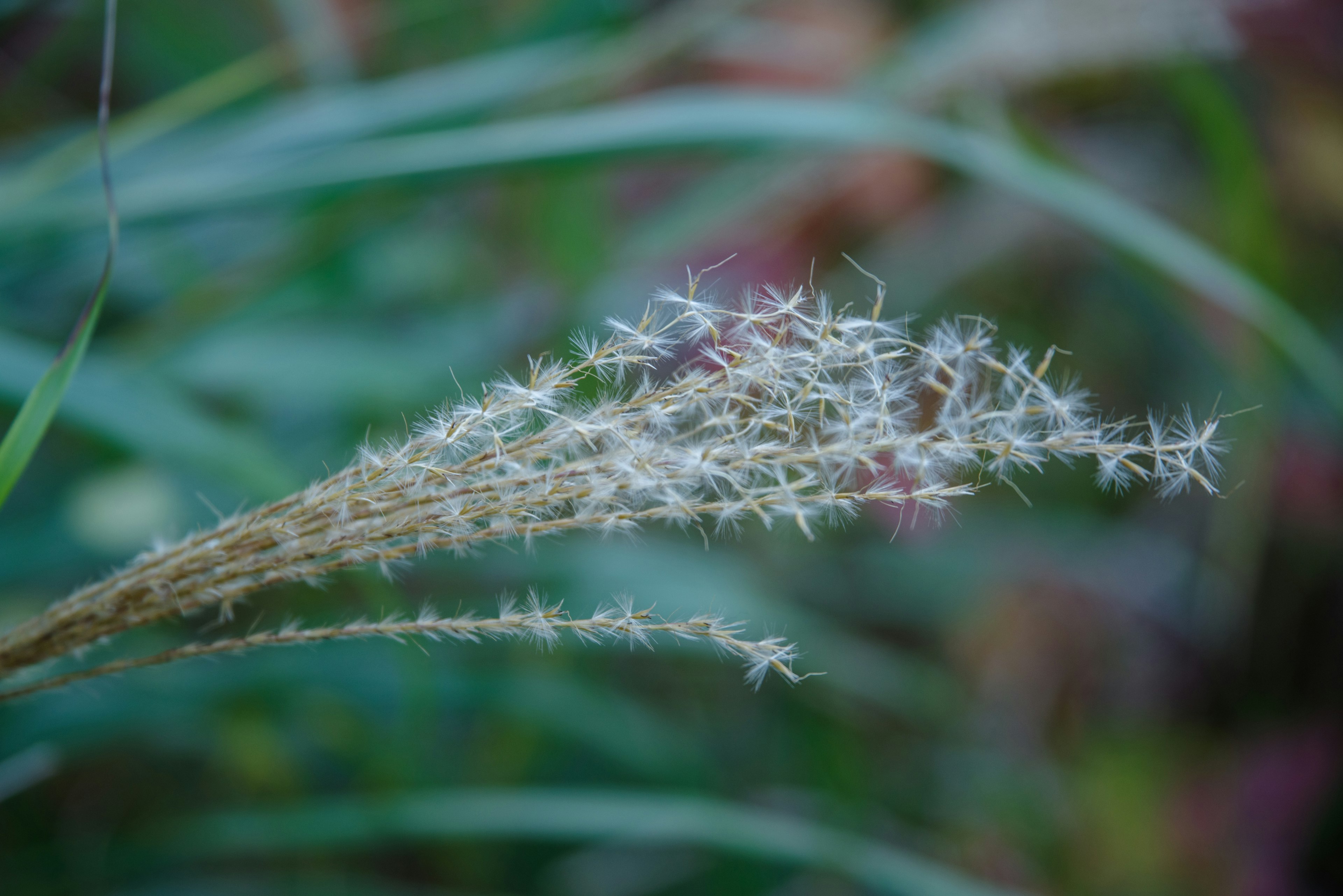 Primer plano de espigas de flores de hierba balanceándose en el viento