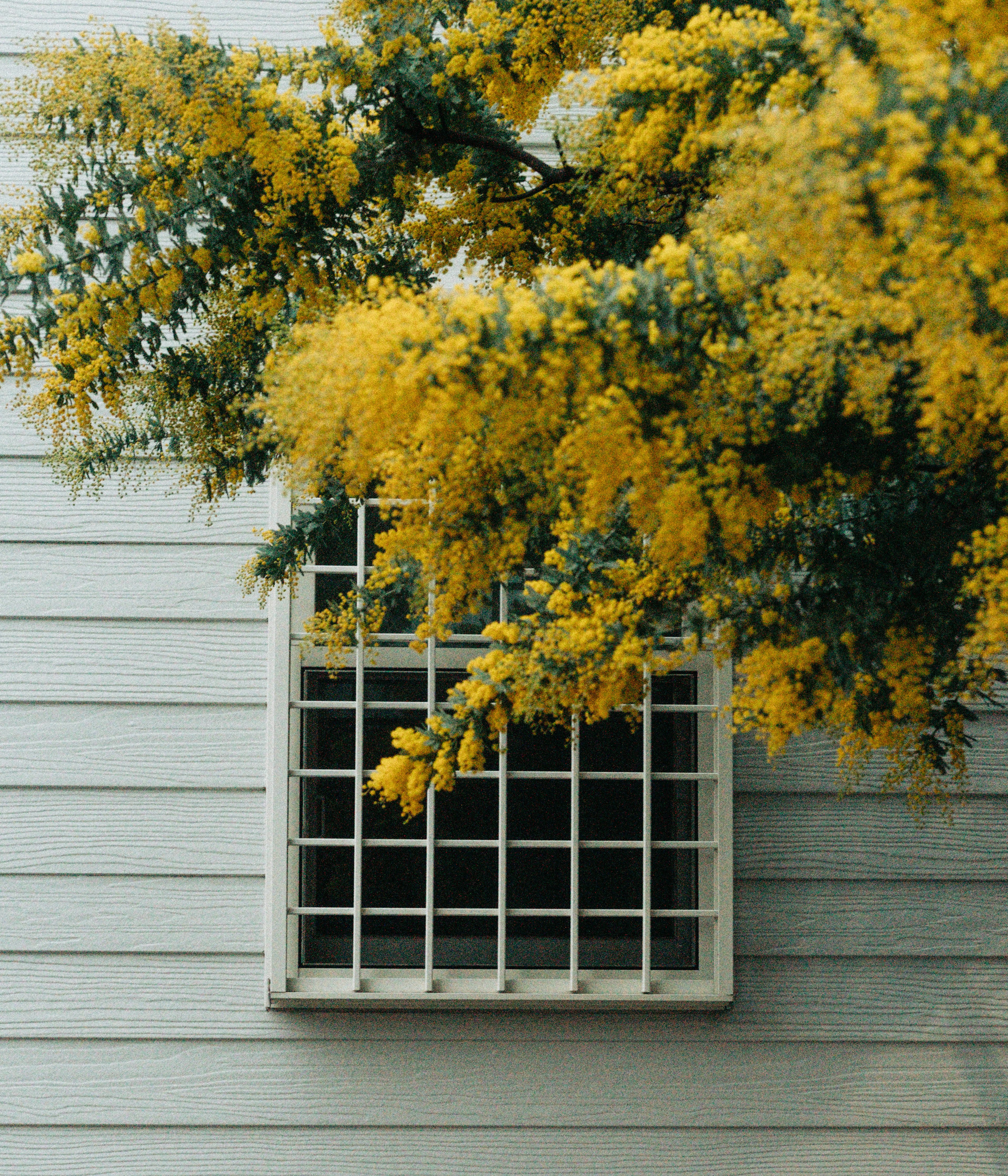 A window with a grid design framed by bright yellow flowers