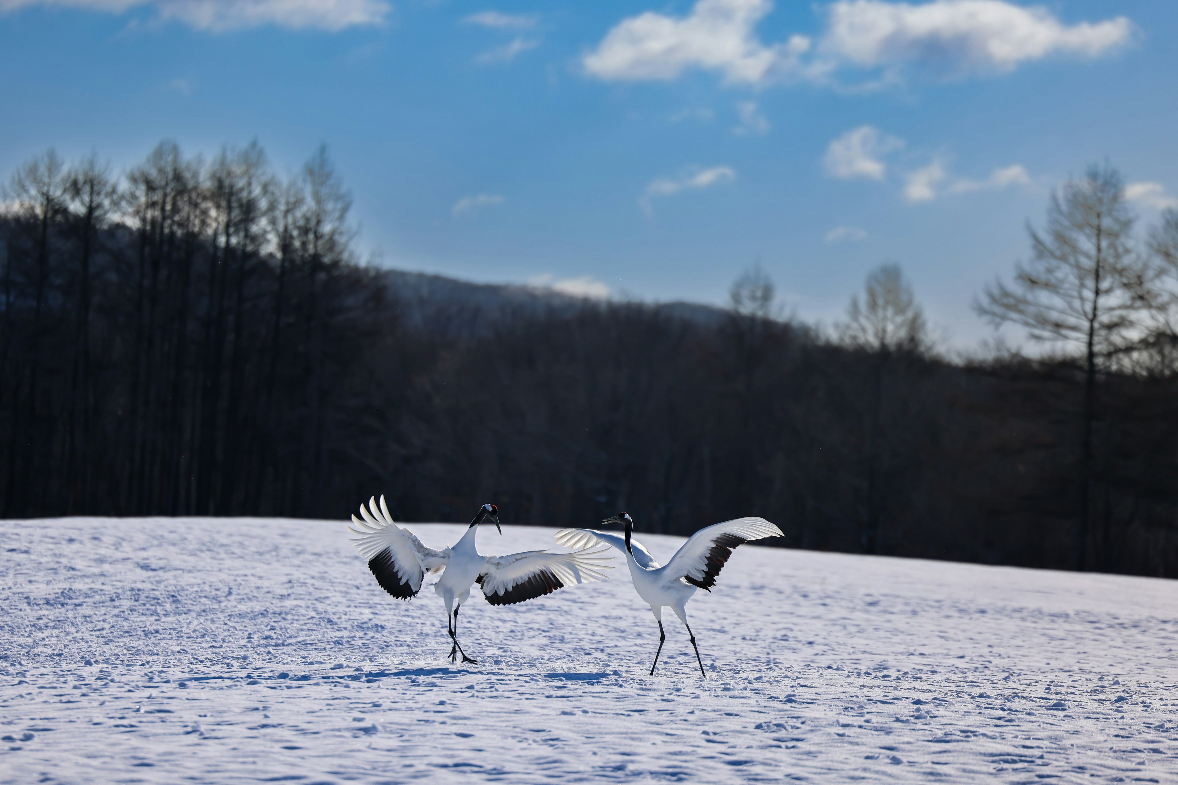 Two white cranes dancing in a snowy field with blue sky and trees in the background