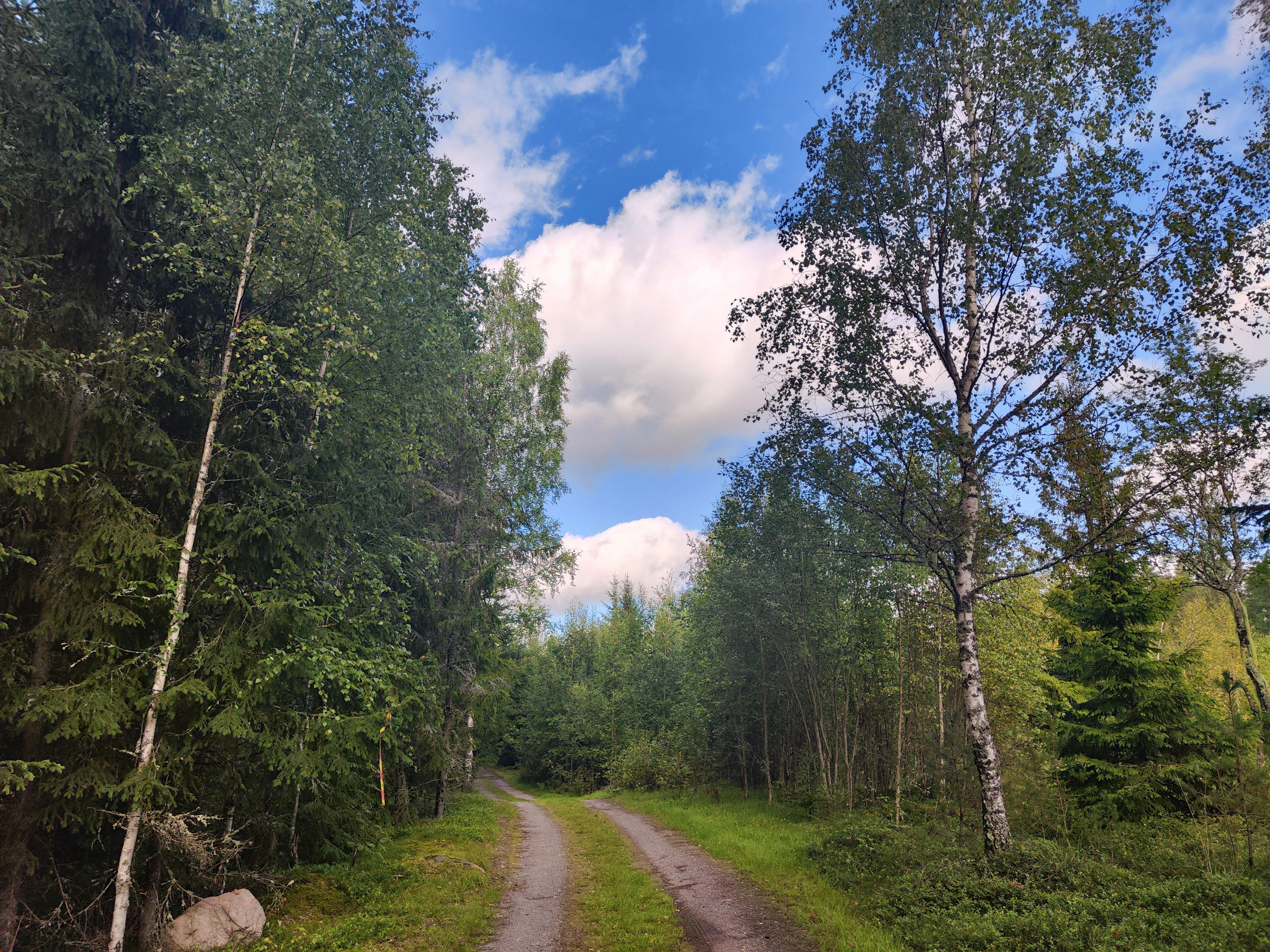 Ein schmaler Weg durch einen üppigen grünen Wald mit blauem Himmel und weißen Wolken