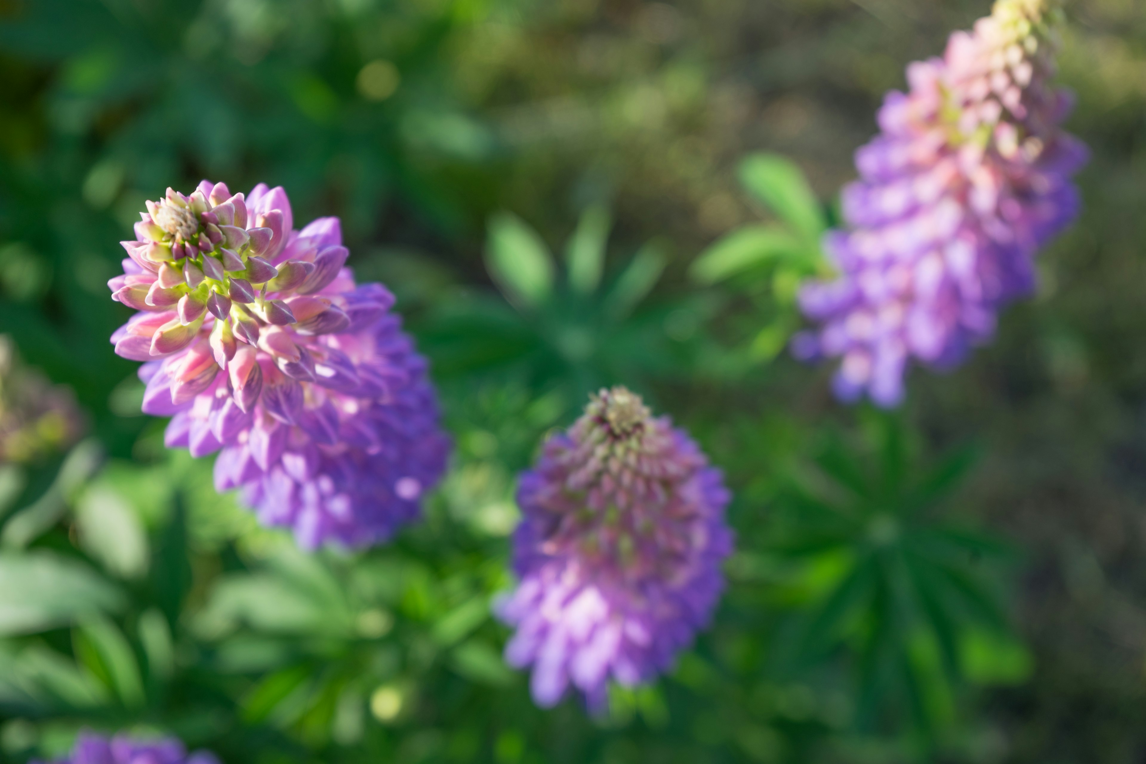 Fiori di lupino viola che fioriscono in un giardino