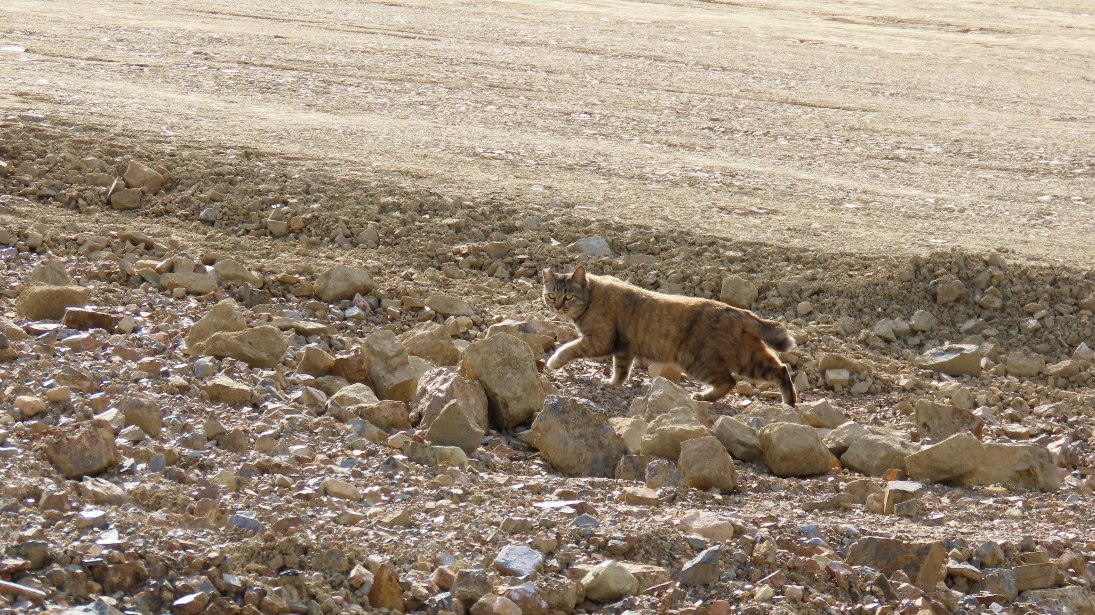 A wild animal walking among rocks in a barren landscape