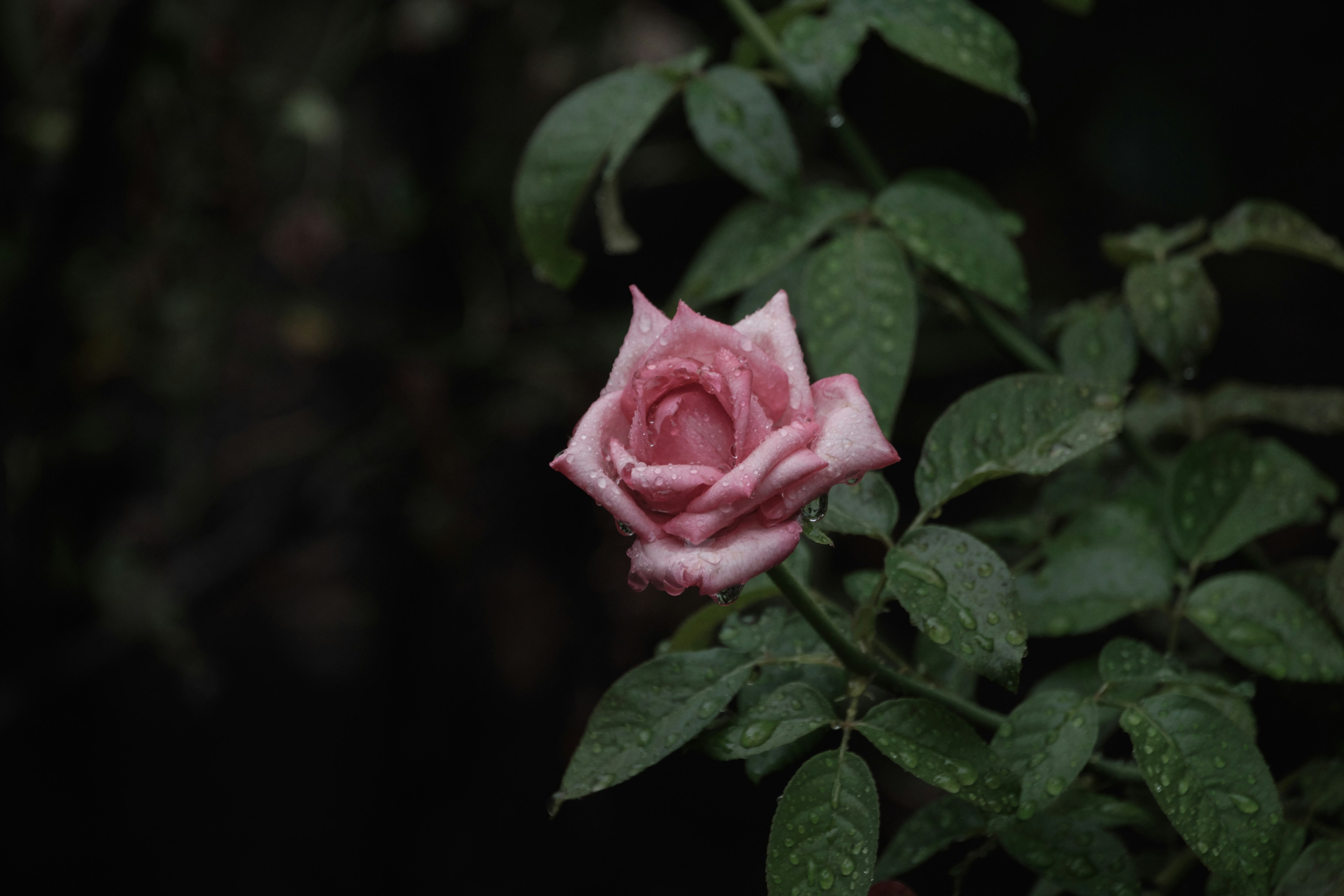 A light pink rose flower blooming among green leaves