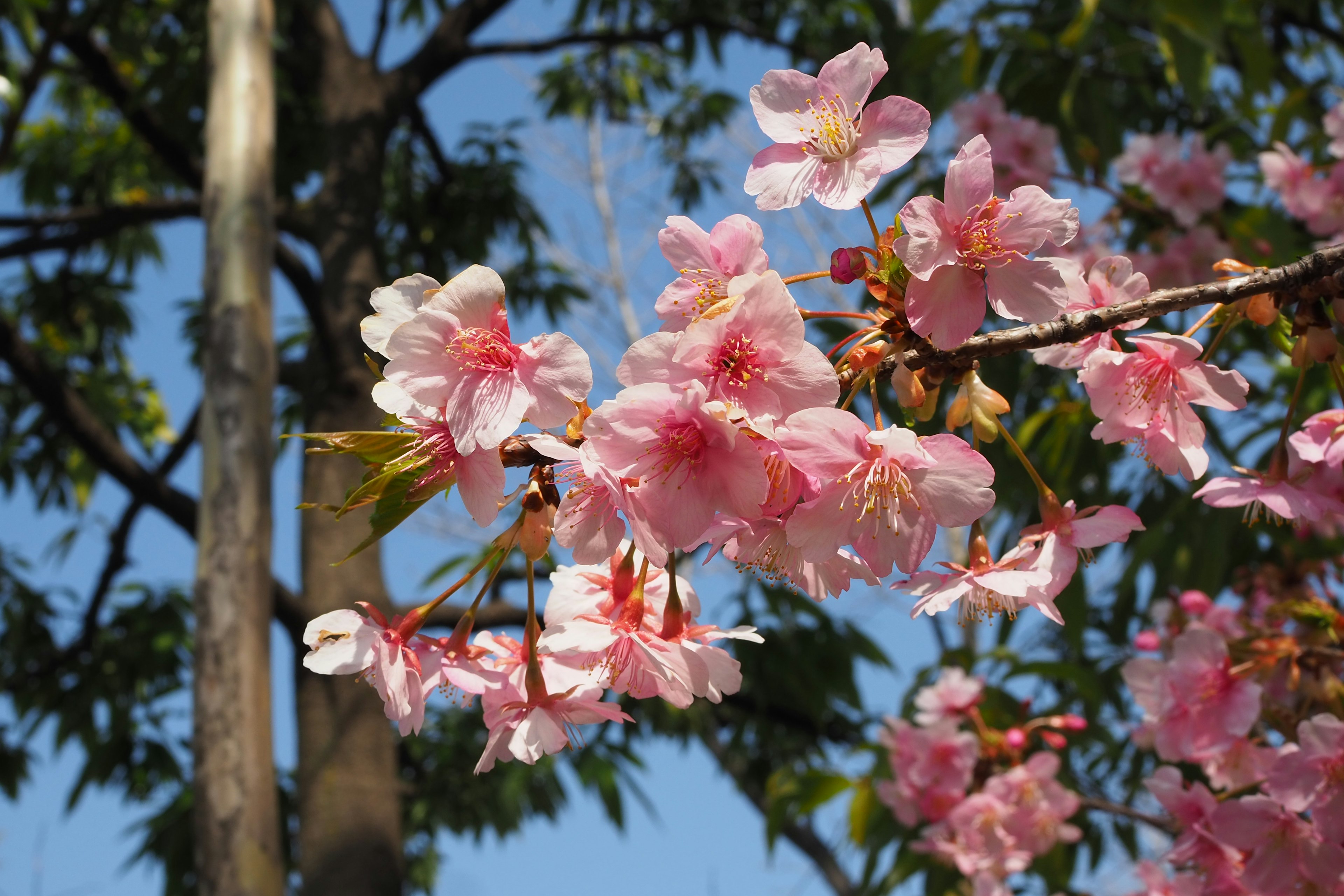 Cherry blossoms blooming under a blue sky