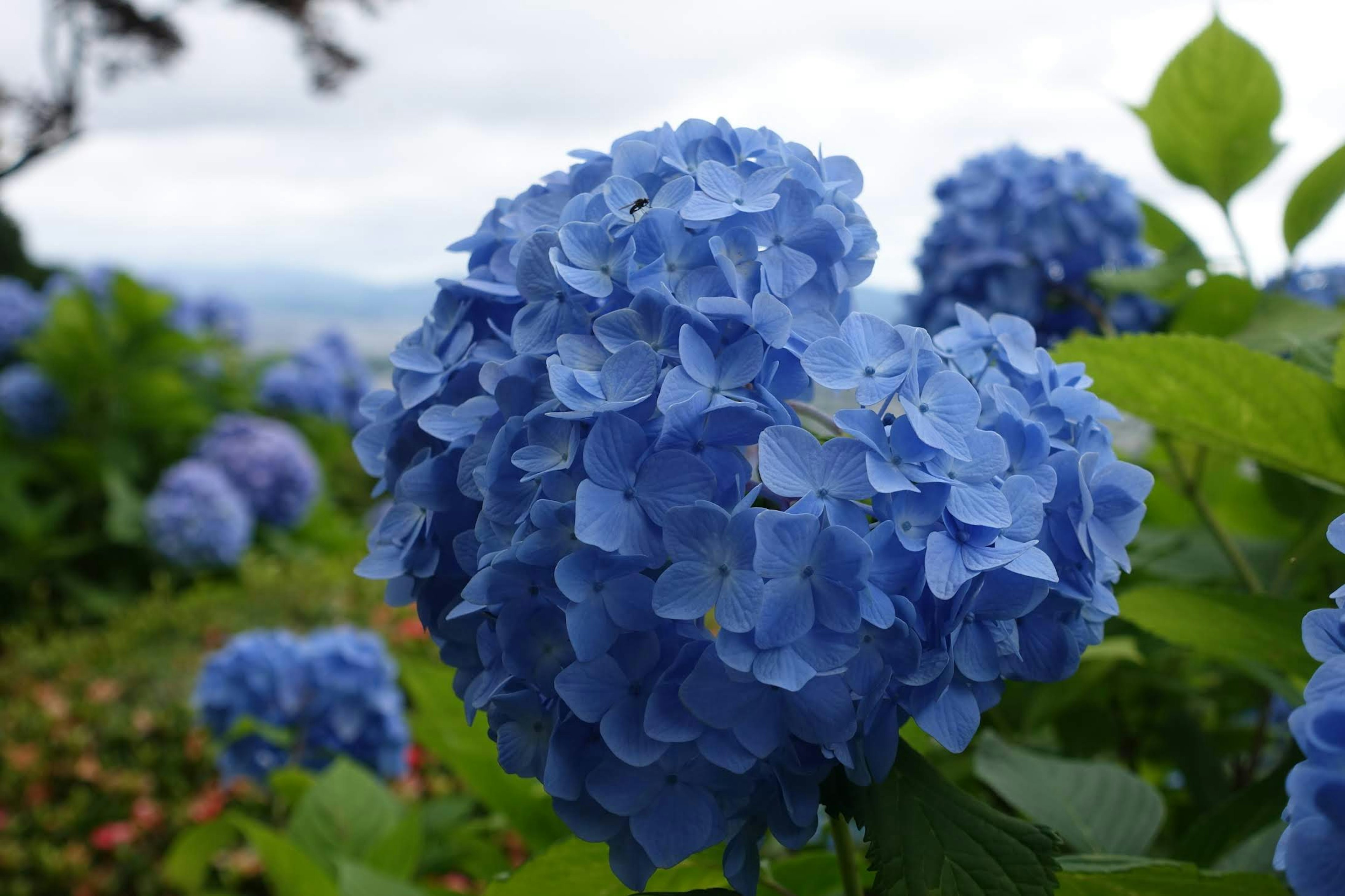 Close-up bunga hydrangea biru di taman yang subur