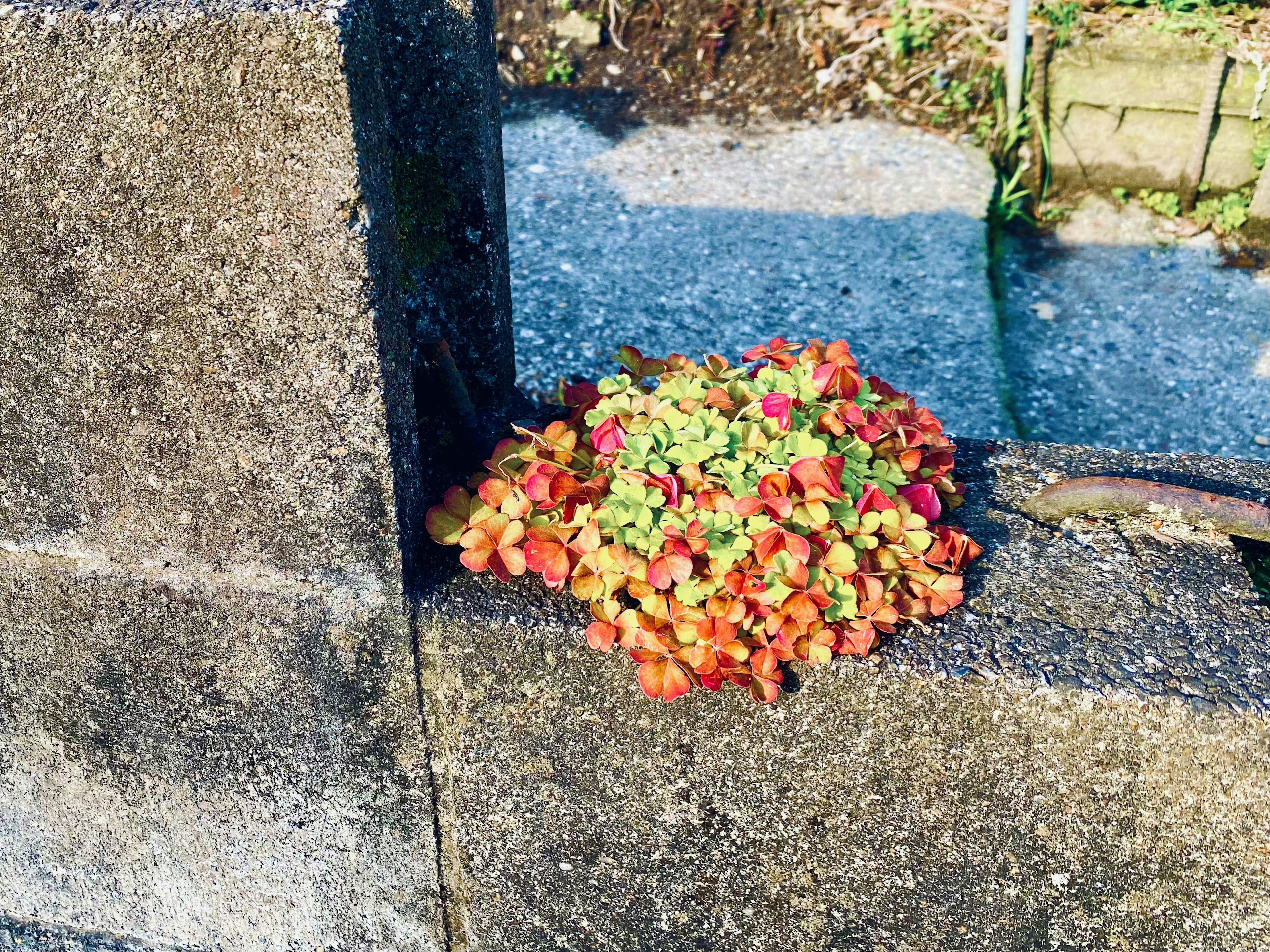 Bunte Pflanze, die zwischen Betonblöcken wächst