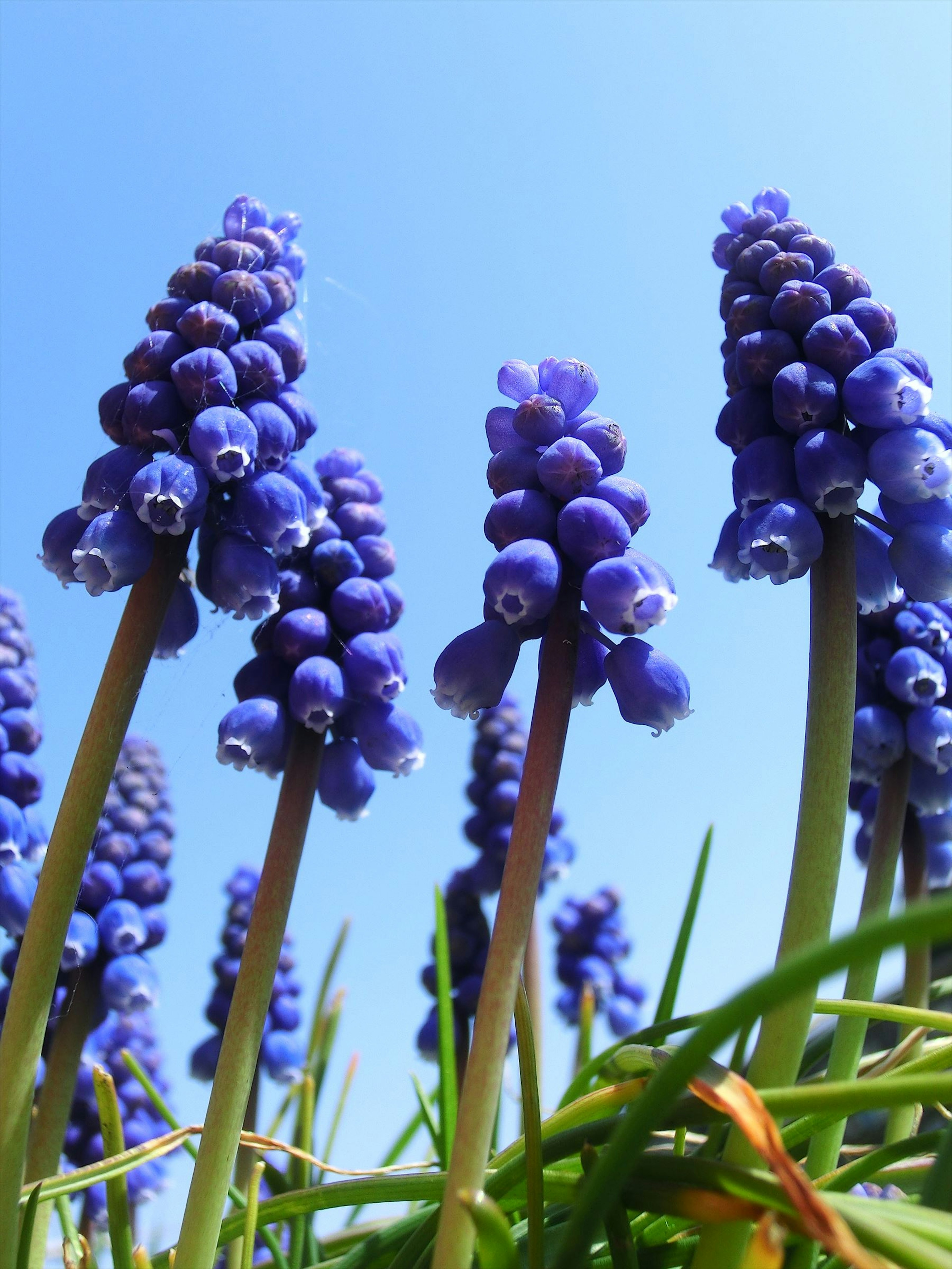 Purple Muscari flowers blooming under a blue sky