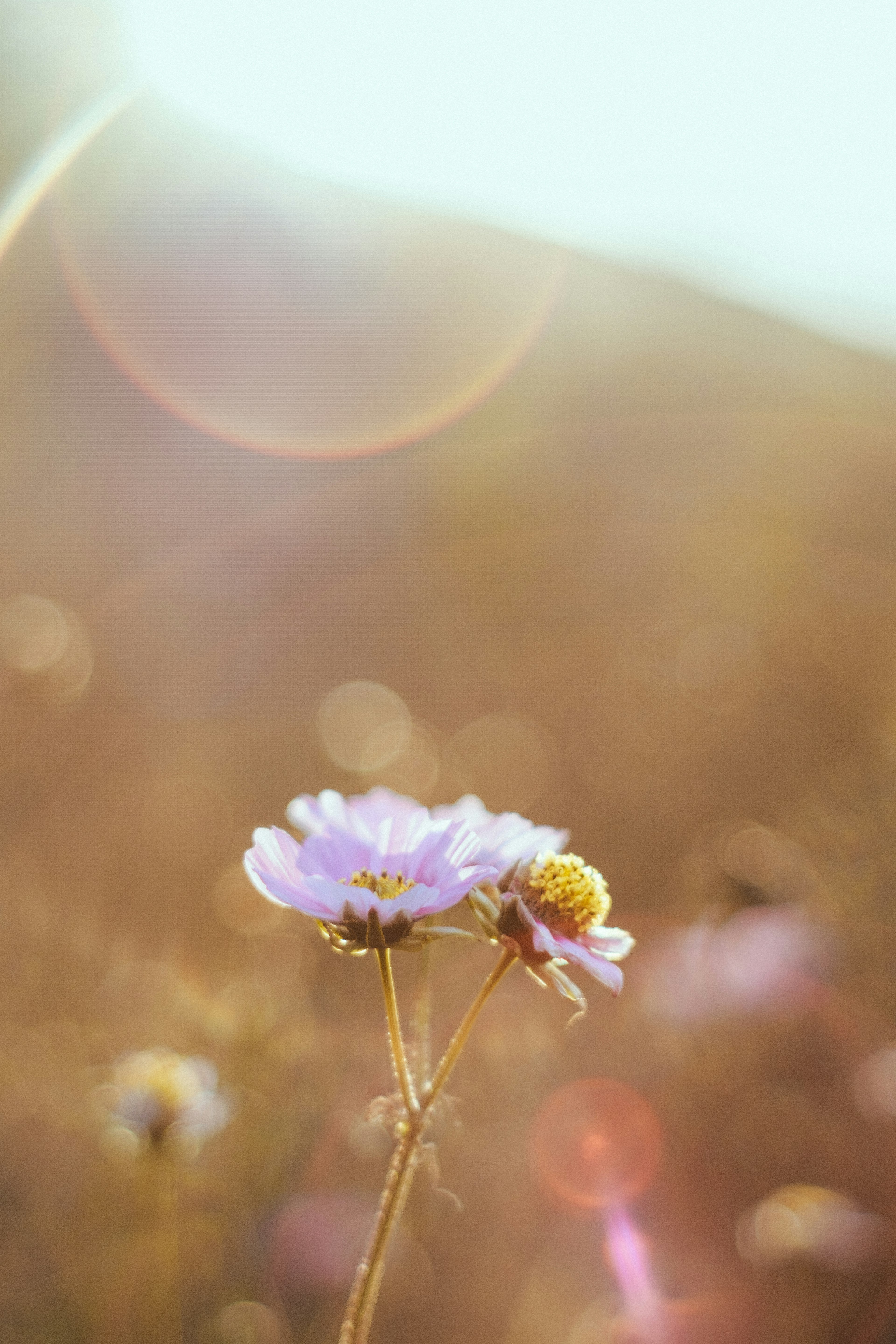 柔らかい光に照らされた花が咲いている風景