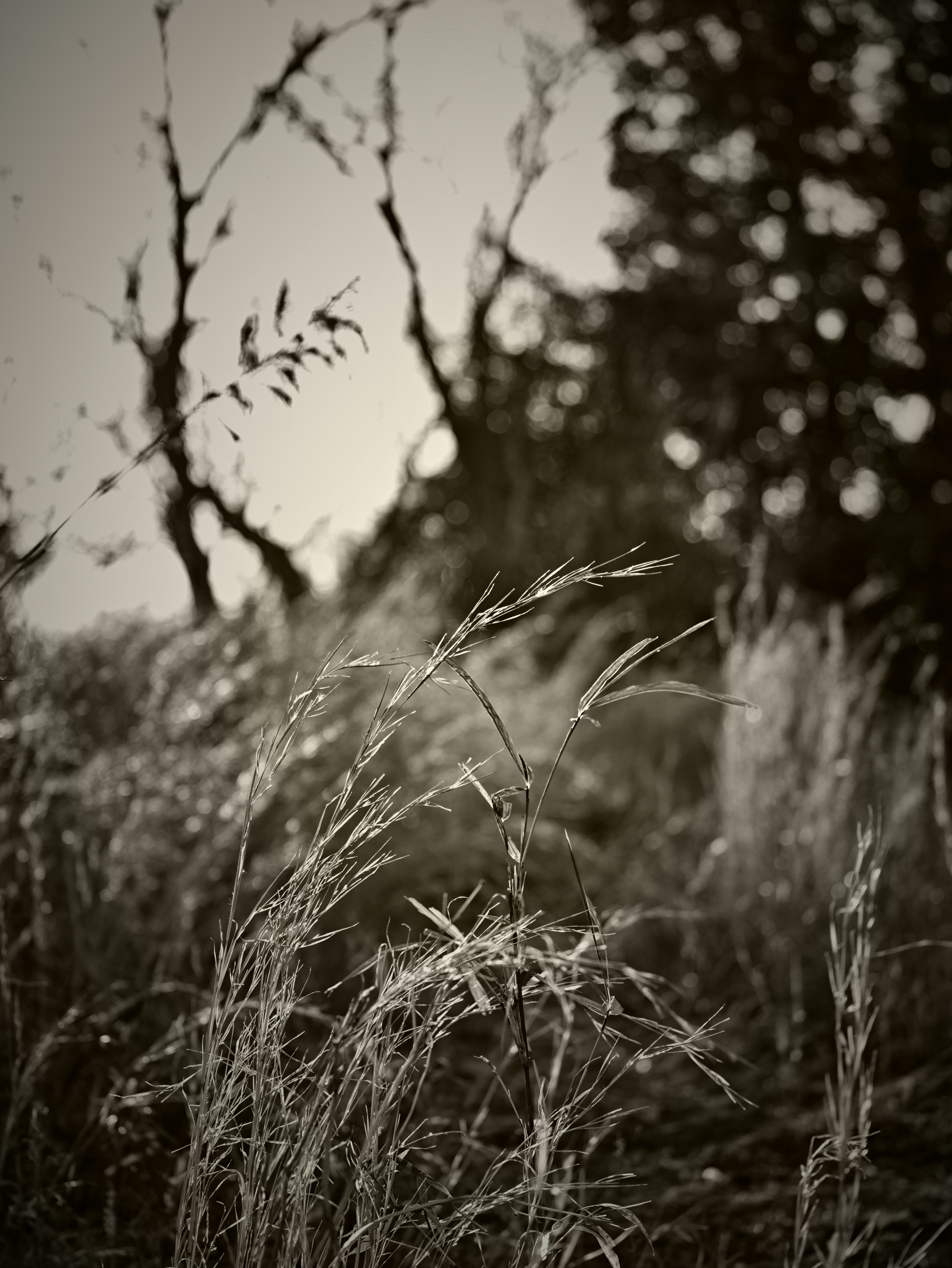 Black and white image of grass swaying in a field with trees in the background