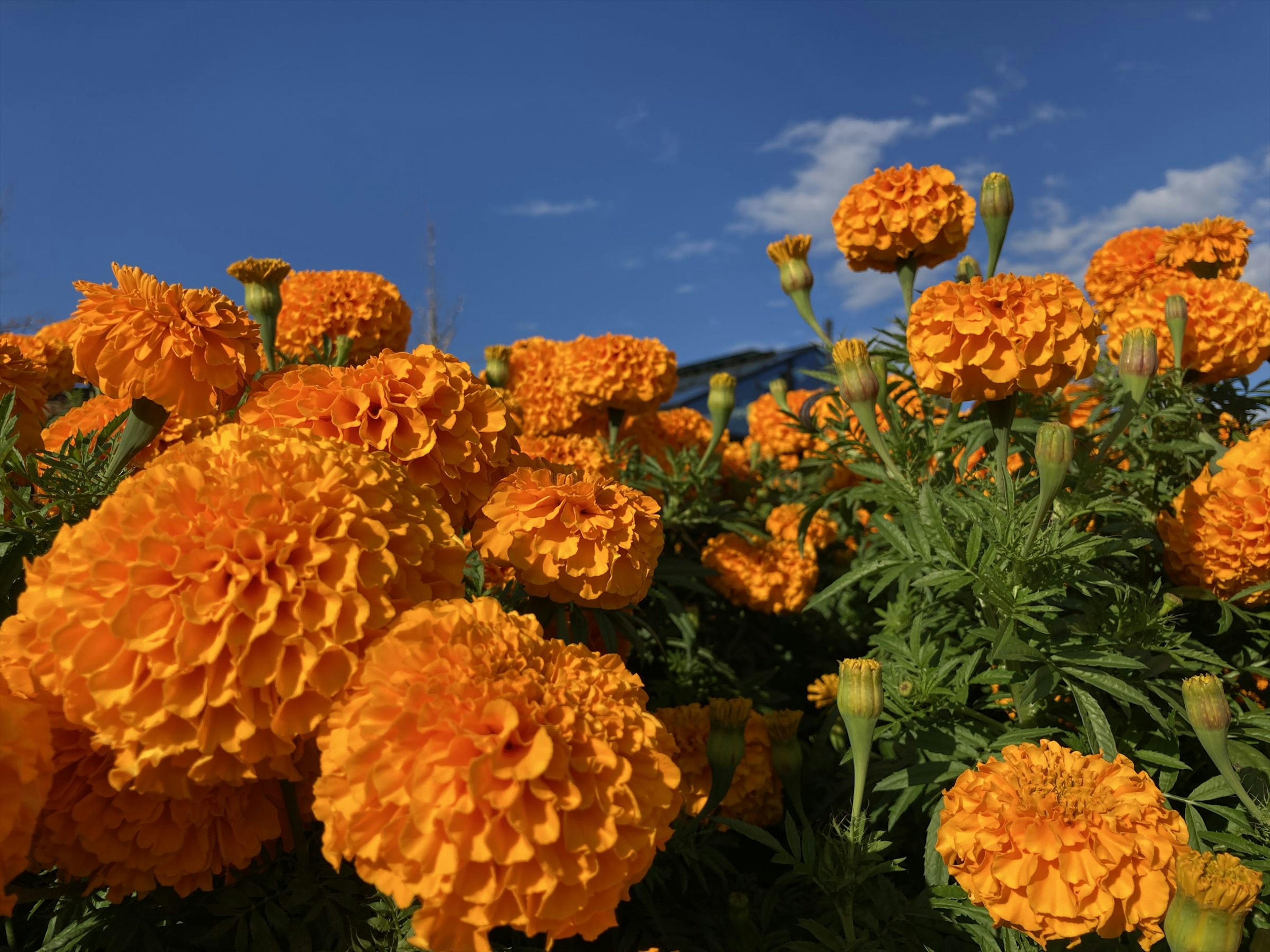 鮮やかなオレンジ色のマリーゴールドの花が青空の下で咲いている