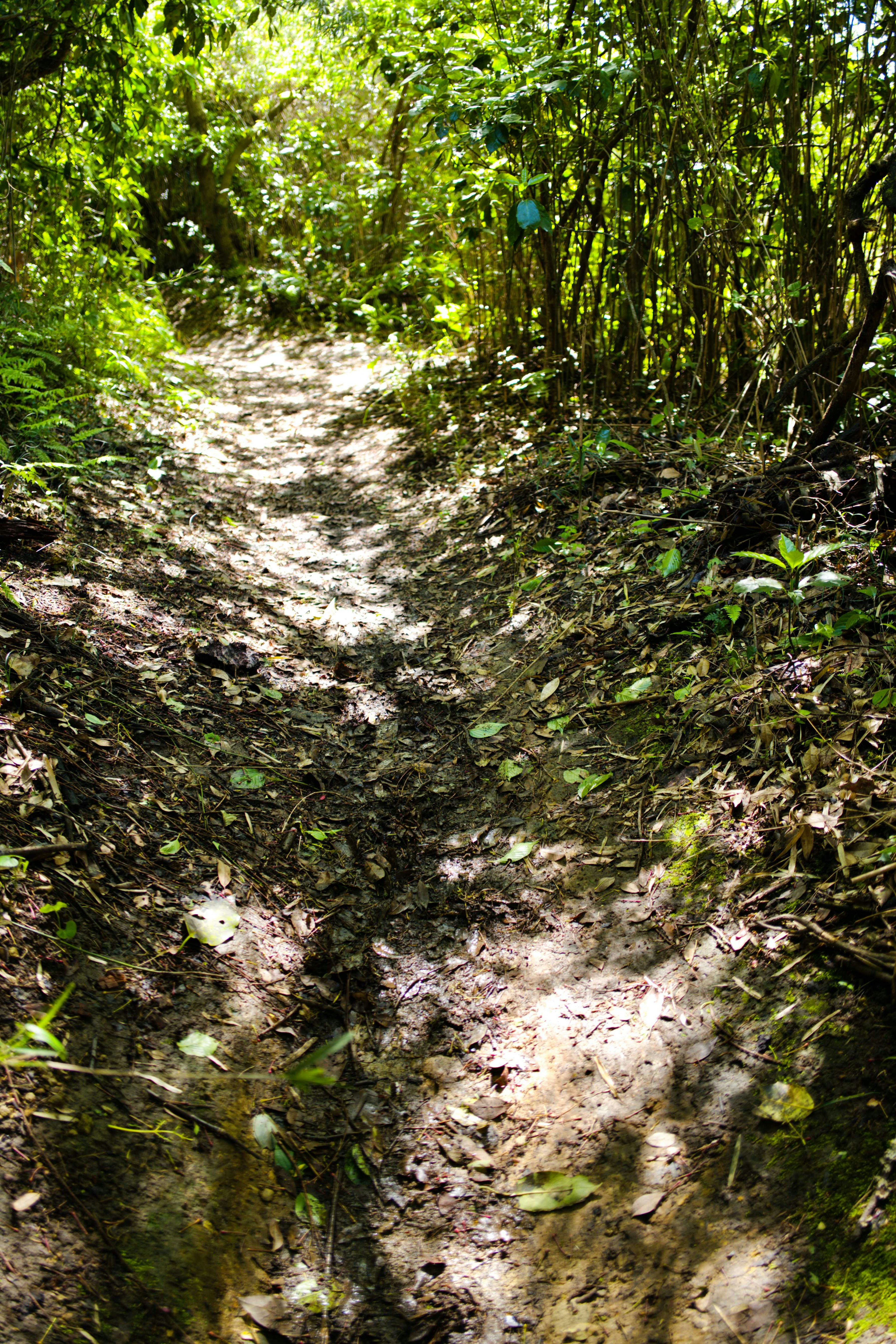 Jalan sempit di hutan lebat dengan sinar matahari yang menyinari