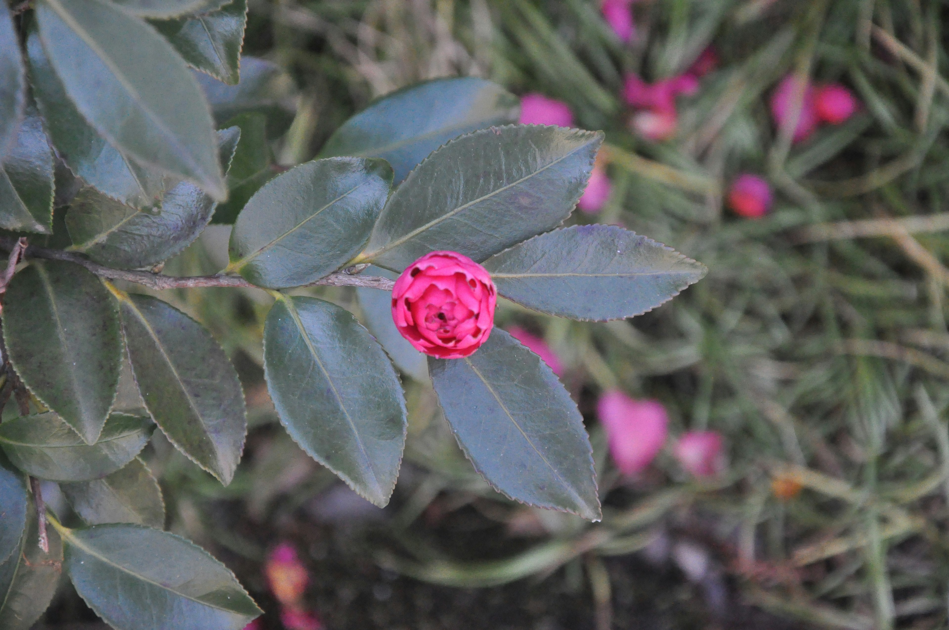 Brote rosa vibrante entre hojas verdes