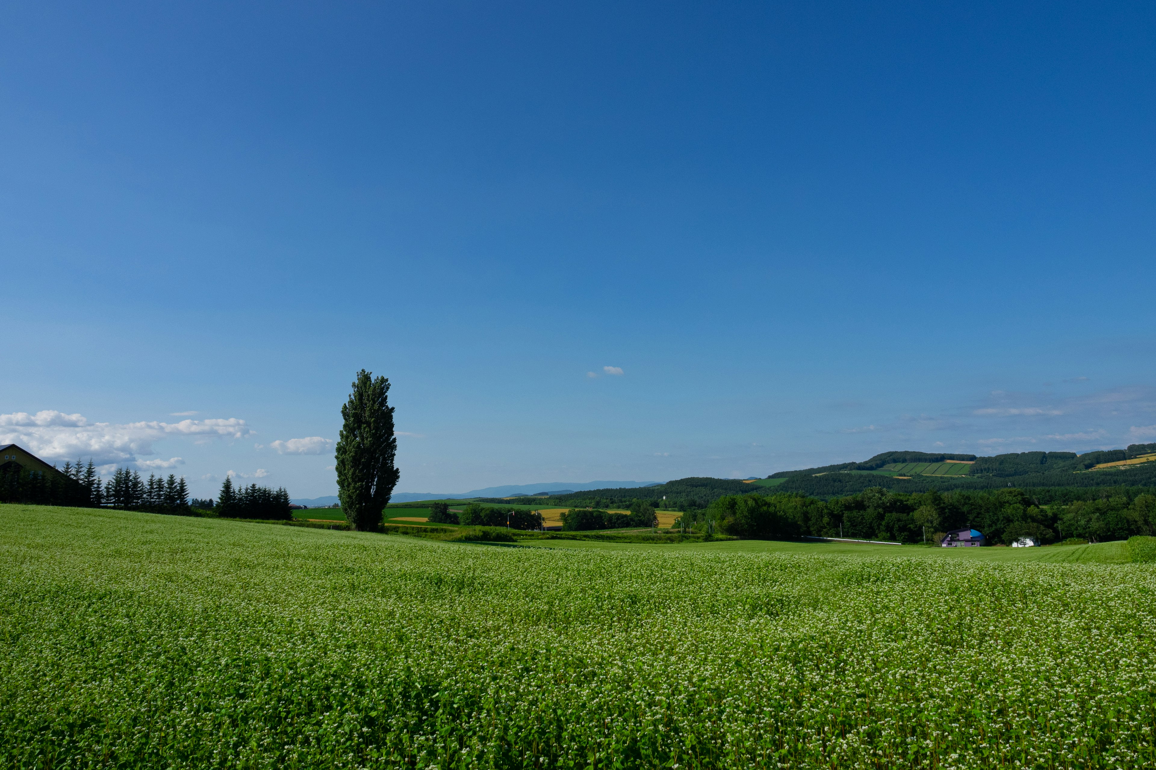 Vast green meadow under a blue sky with a single tree standing prominently