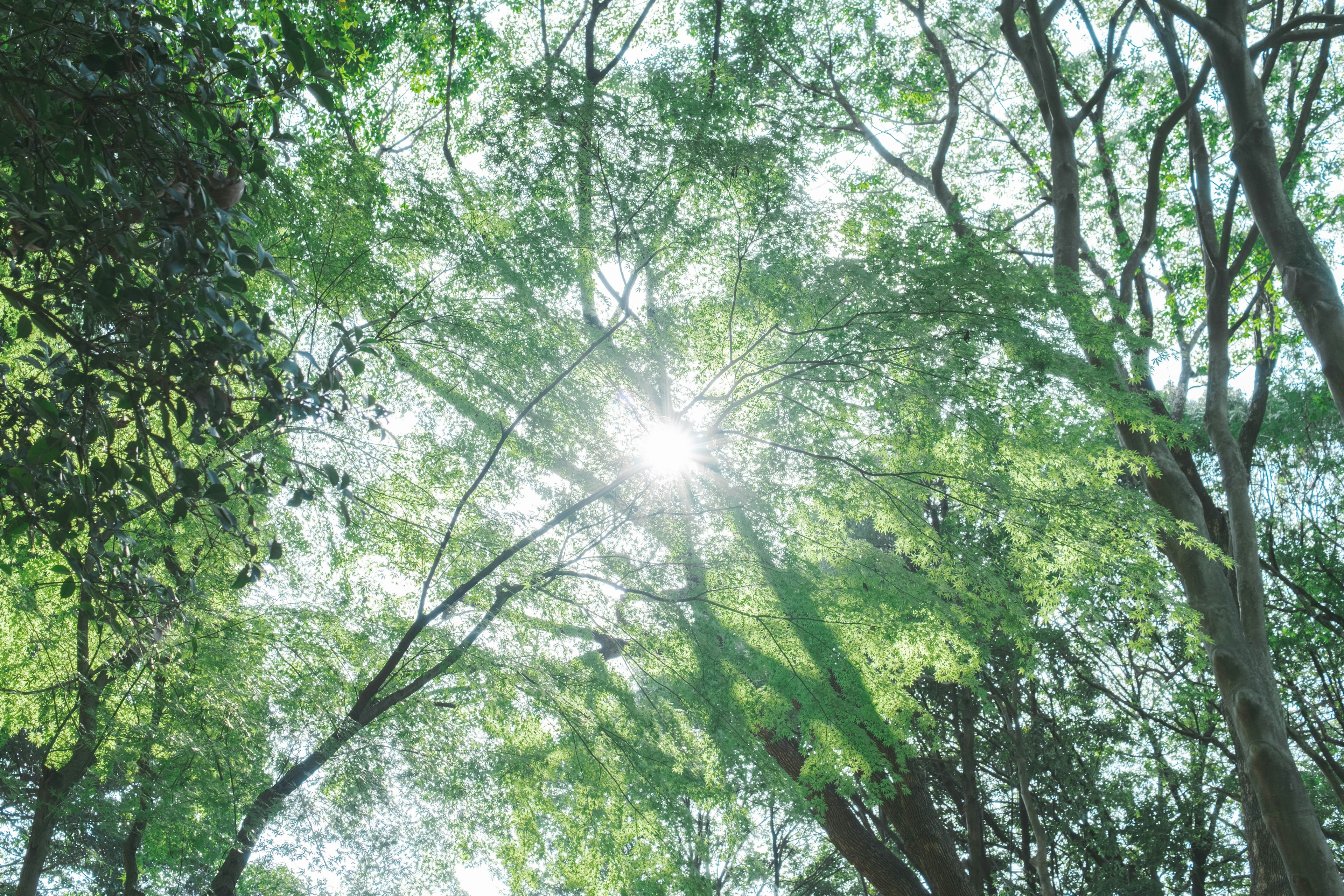 木々の間から差し込む太陽の光と緑の葉