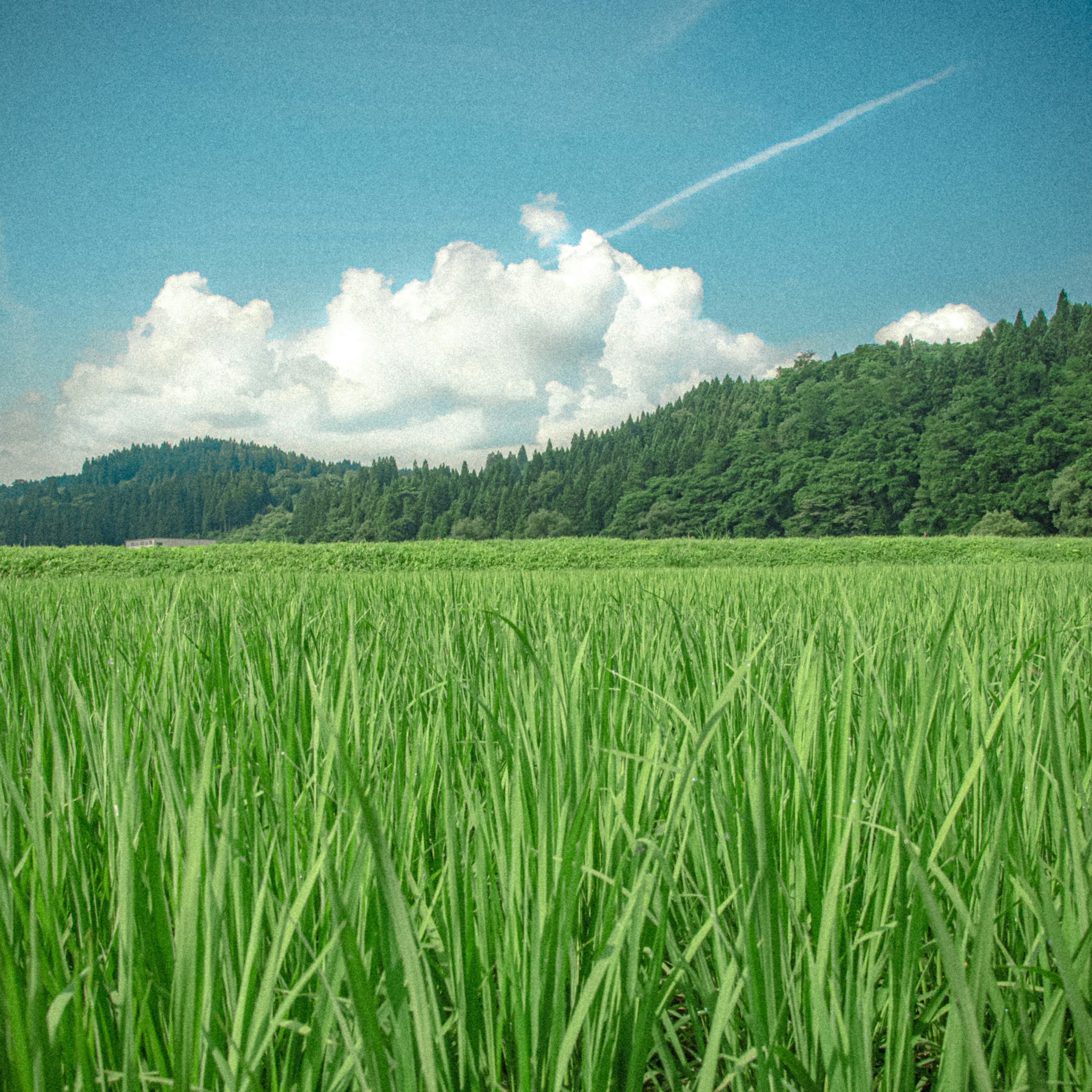 Champ de riz vert luxuriant sous un ciel bleu avec des nuages blancs