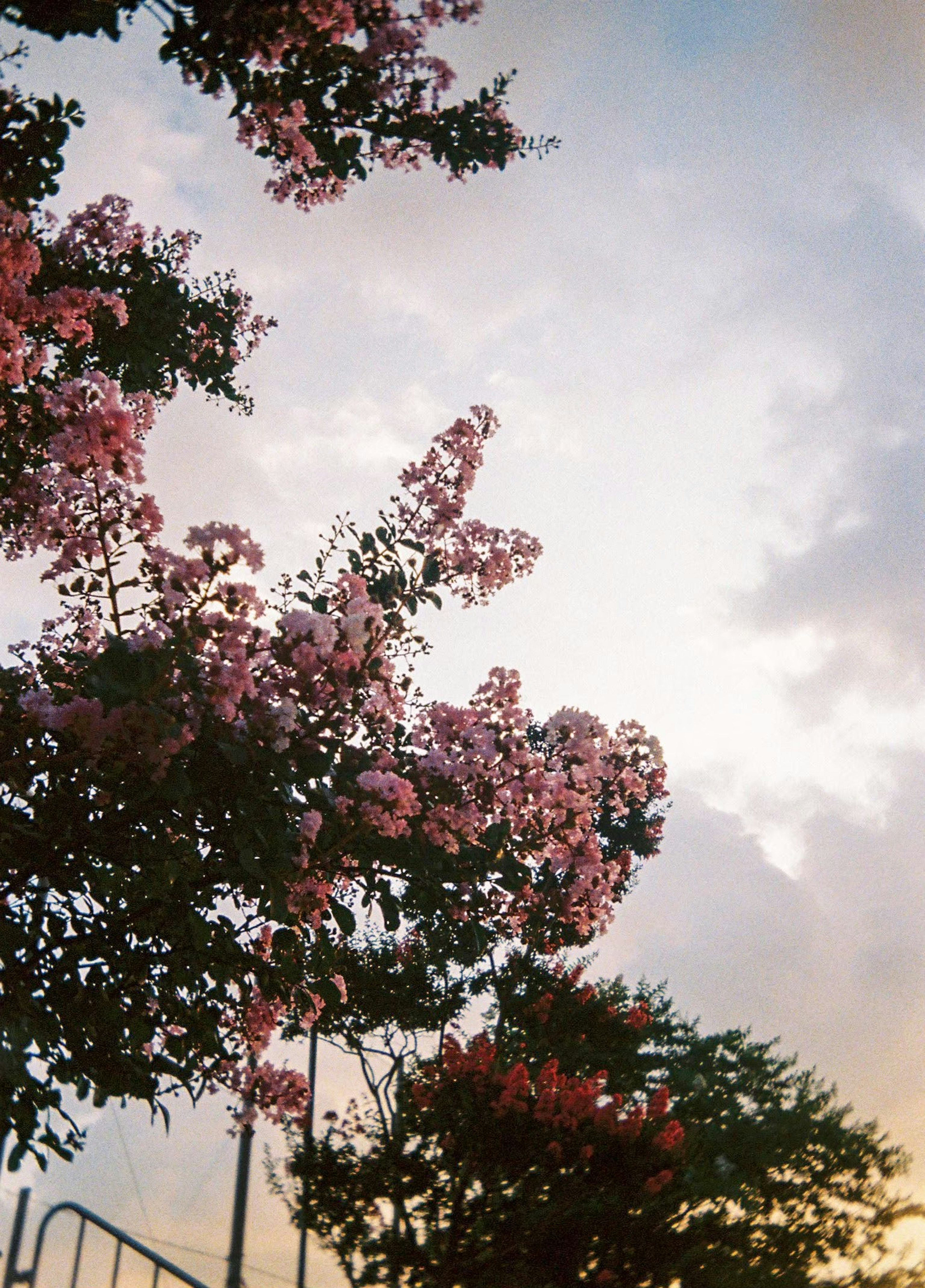 Bunga pink mekar ke arah langit dengan awan lembut