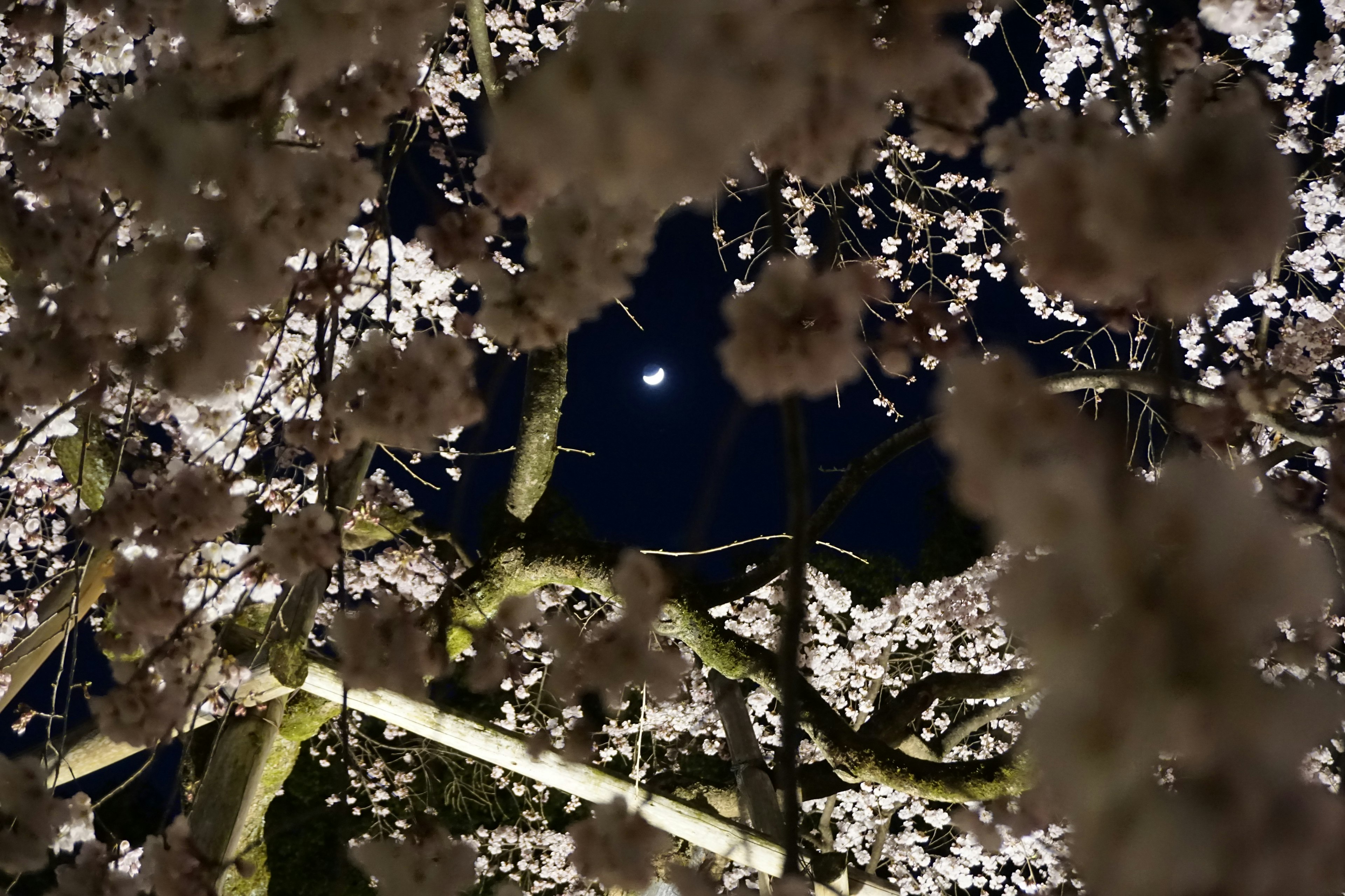 Eine schöne Aussicht auf Kirschblüten vor dem Nachthimmel mit einem sichtbaren Mond