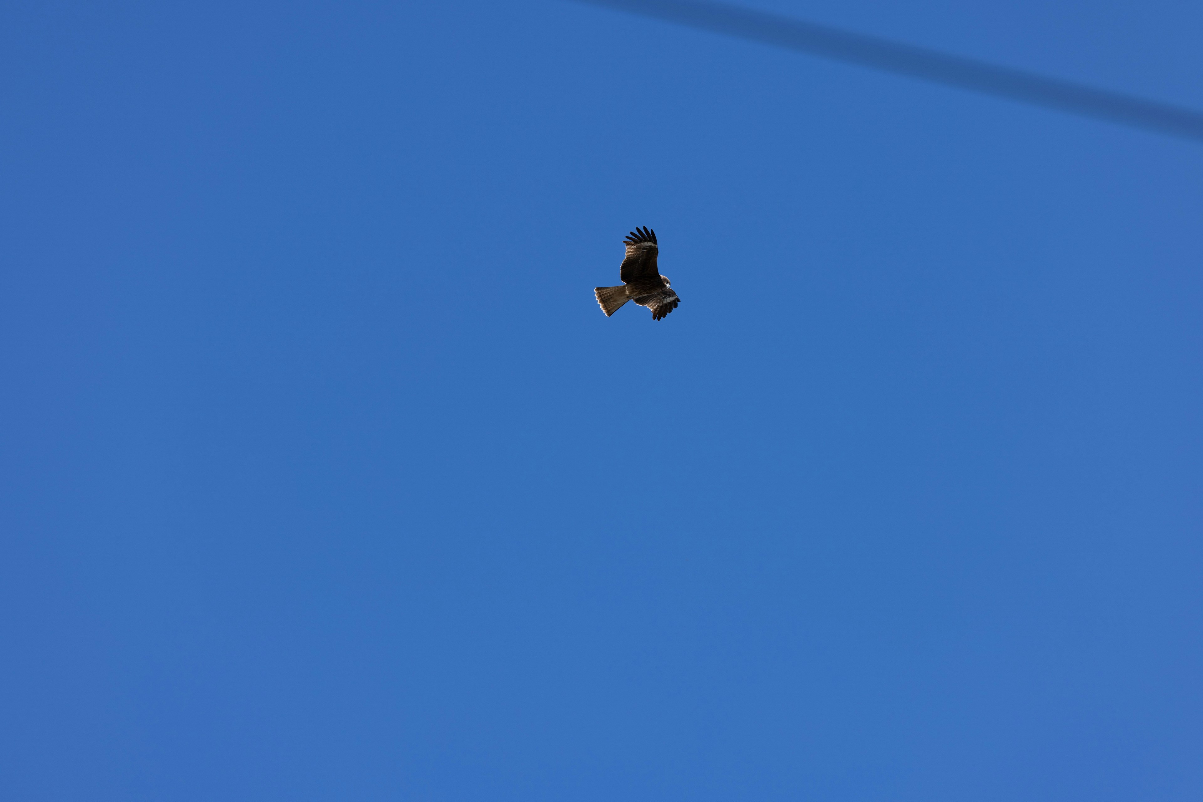 Un pájaro volando contra un cielo azul claro