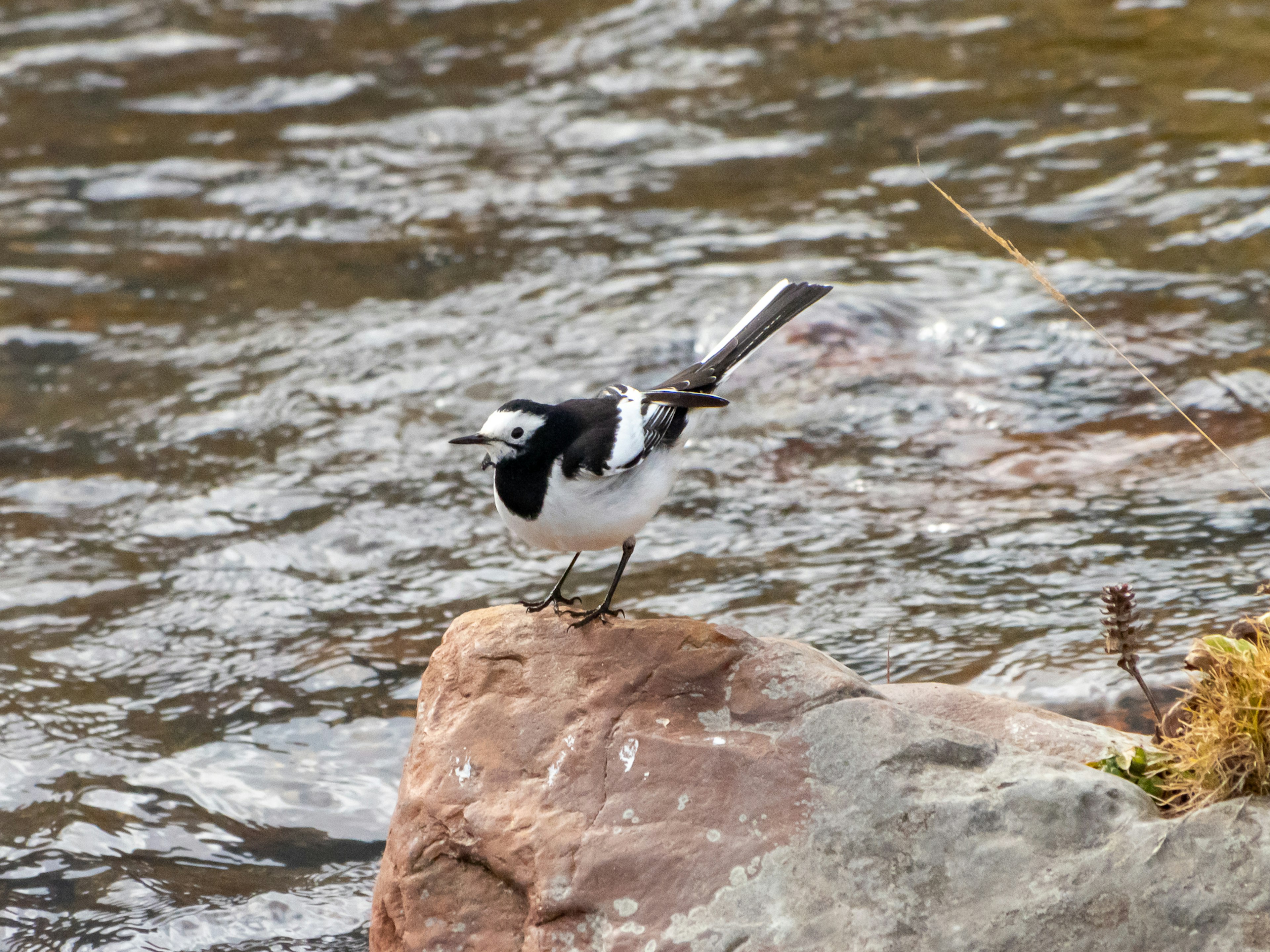 Pájaro blanco y negro sosteniendo un pez cerca de un río