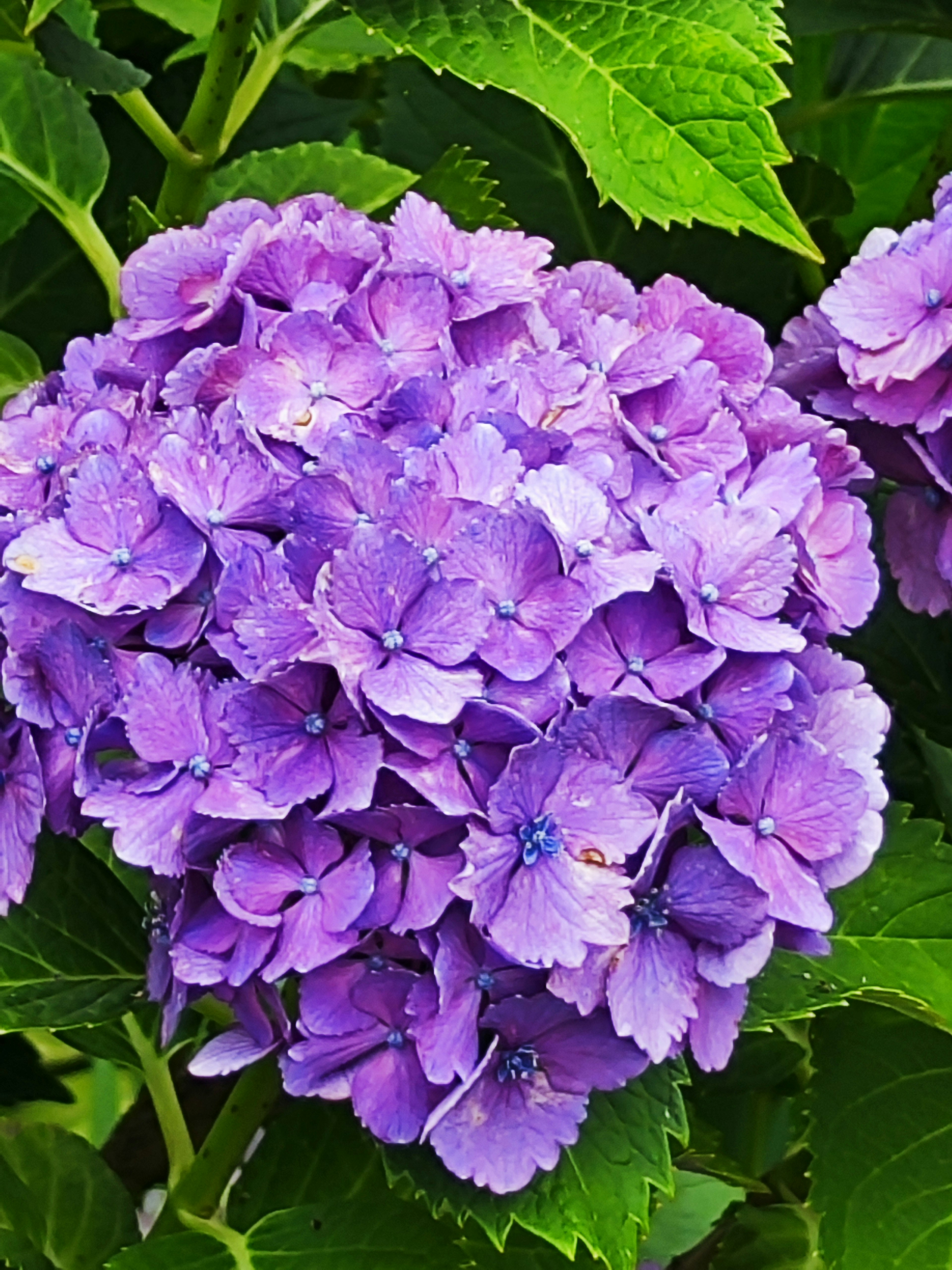 Bunga hydrangea ungu cerah mekar dikelilingi daun hijau