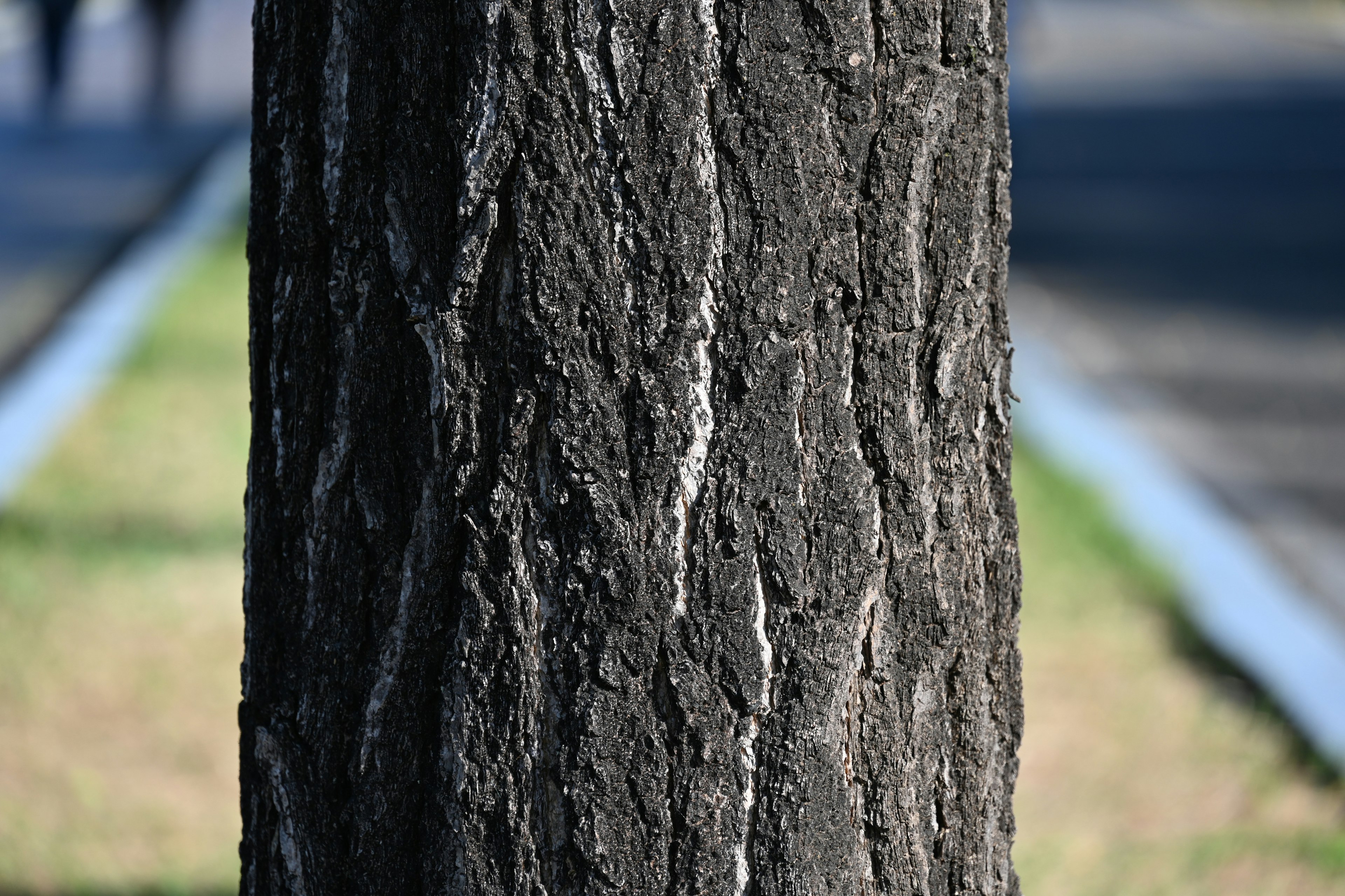 Texture e motivo dettagliati di un tronco d'albero