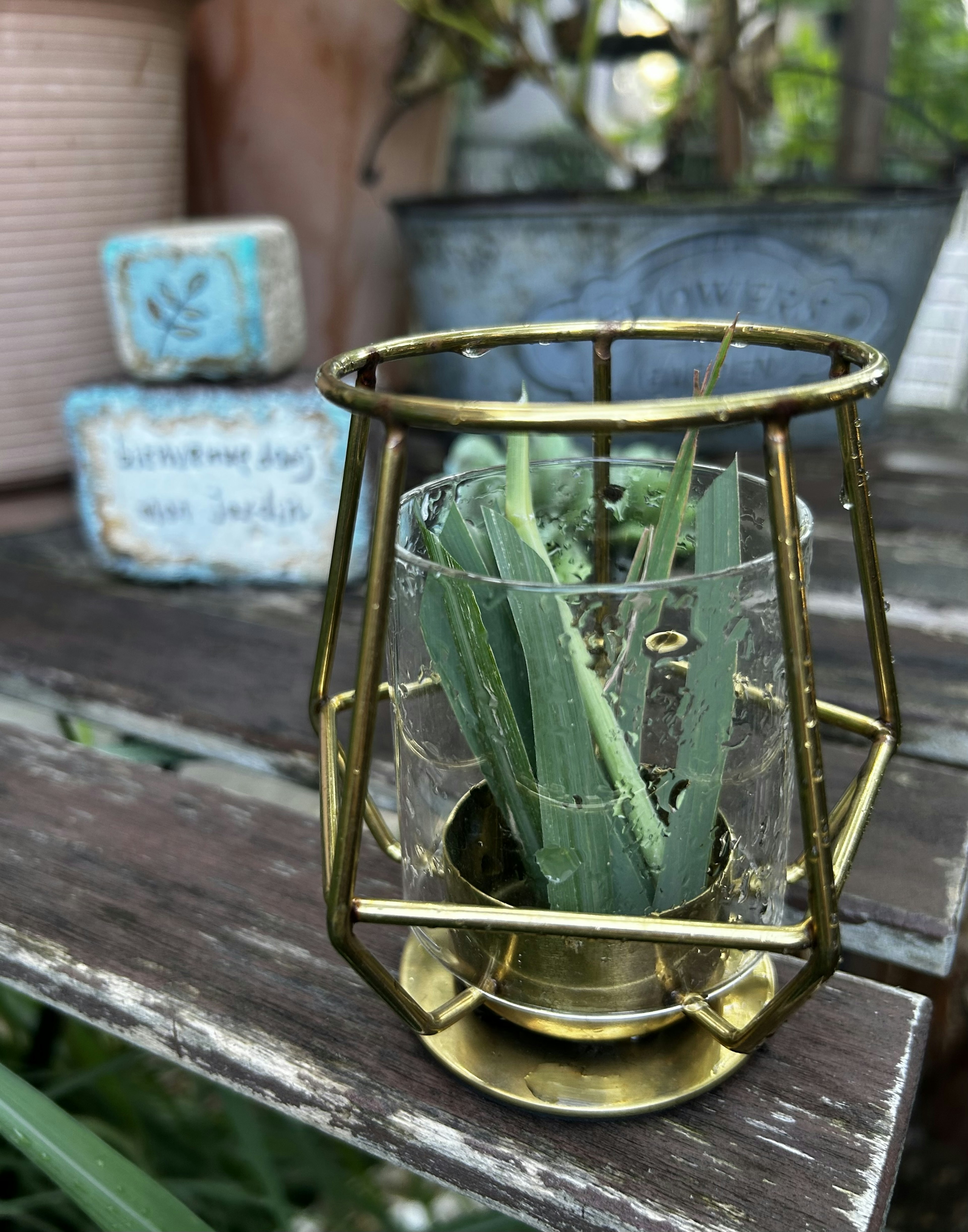 Cây xanh trong terrarium kính với khung vàng