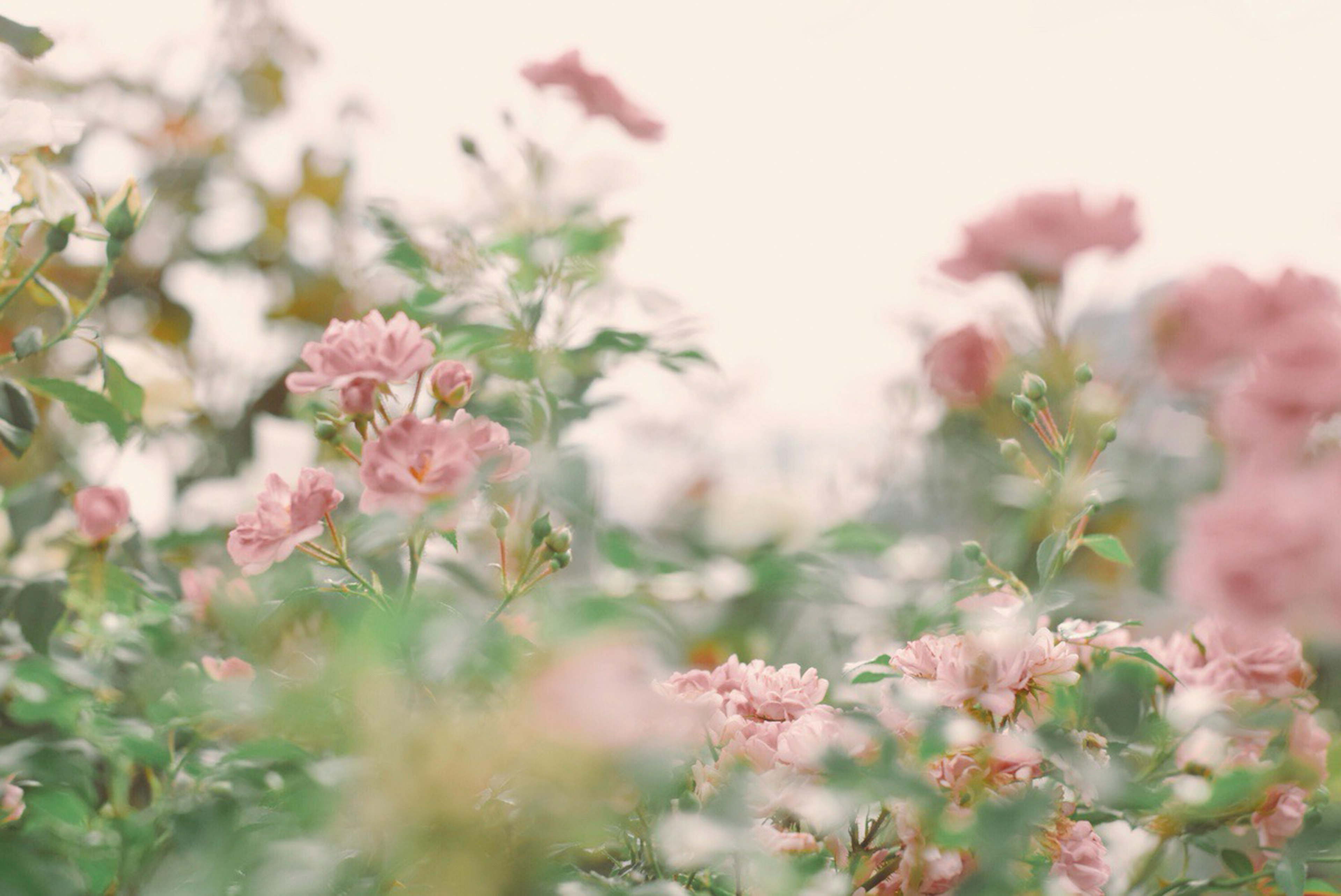 淡いピンクの花々が咲く庭の風景