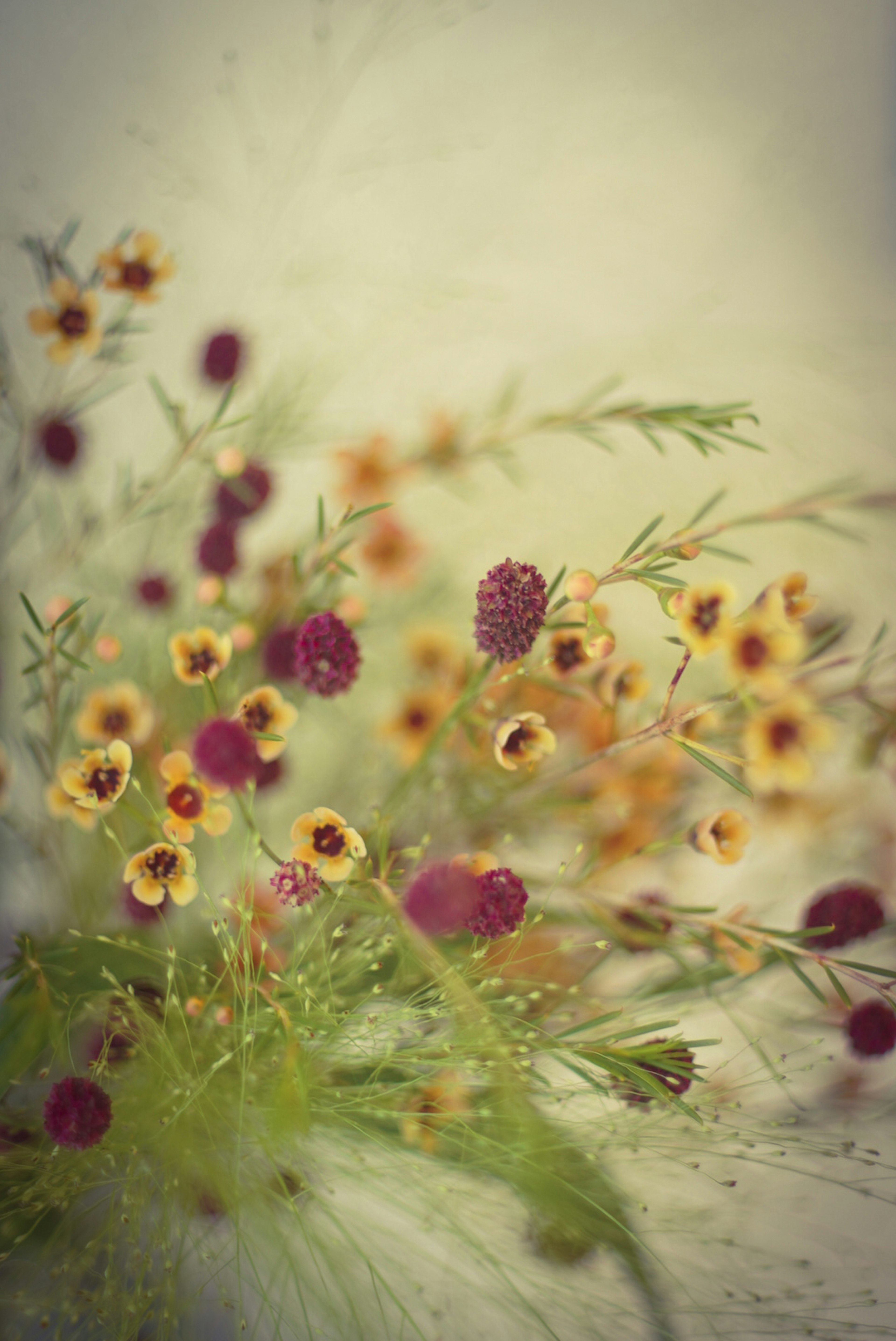 Une image floue de petites fleurs colorées créant un fond artistique