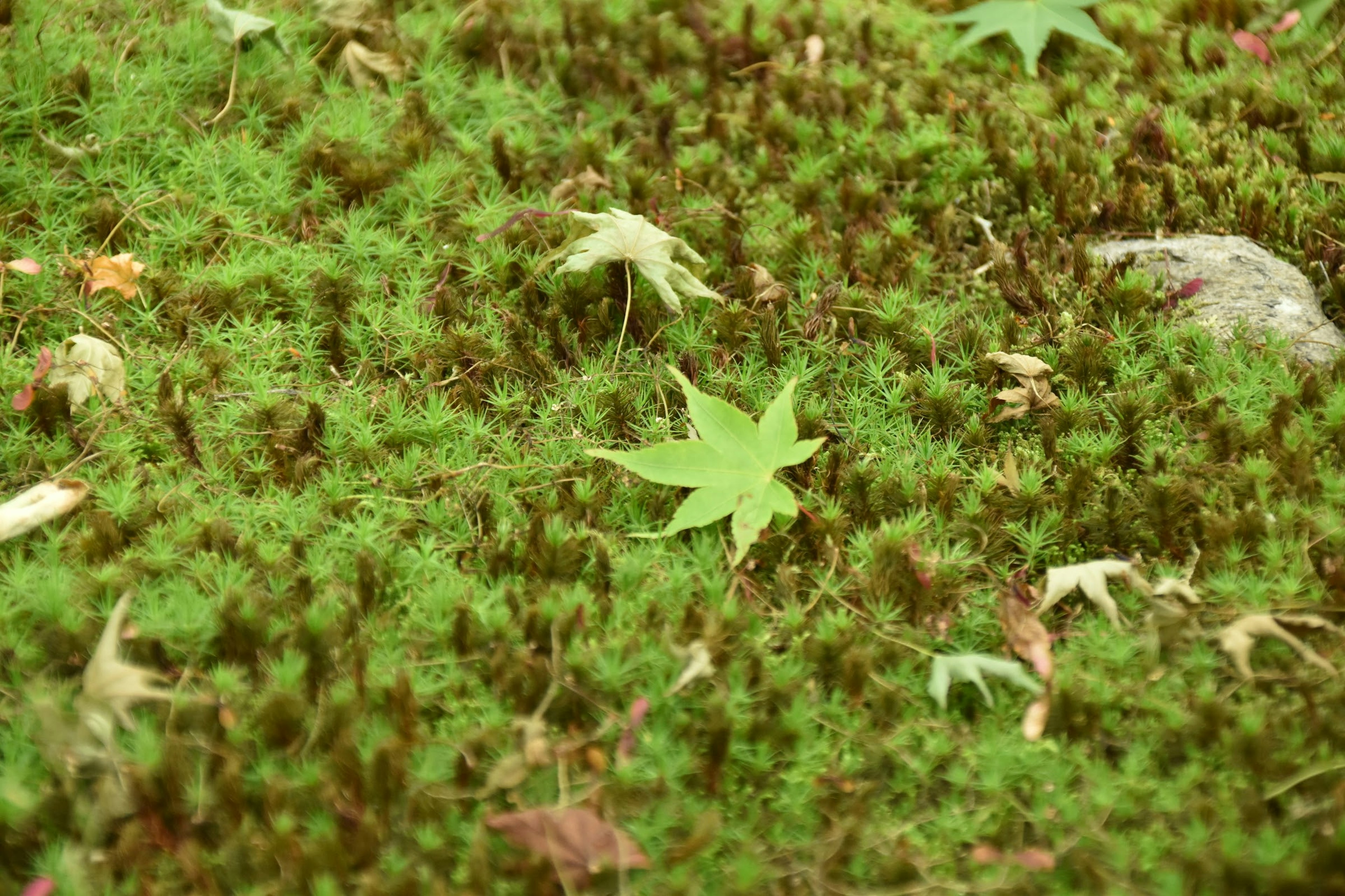 Foglie di acero sparse su muschio verde vibrante