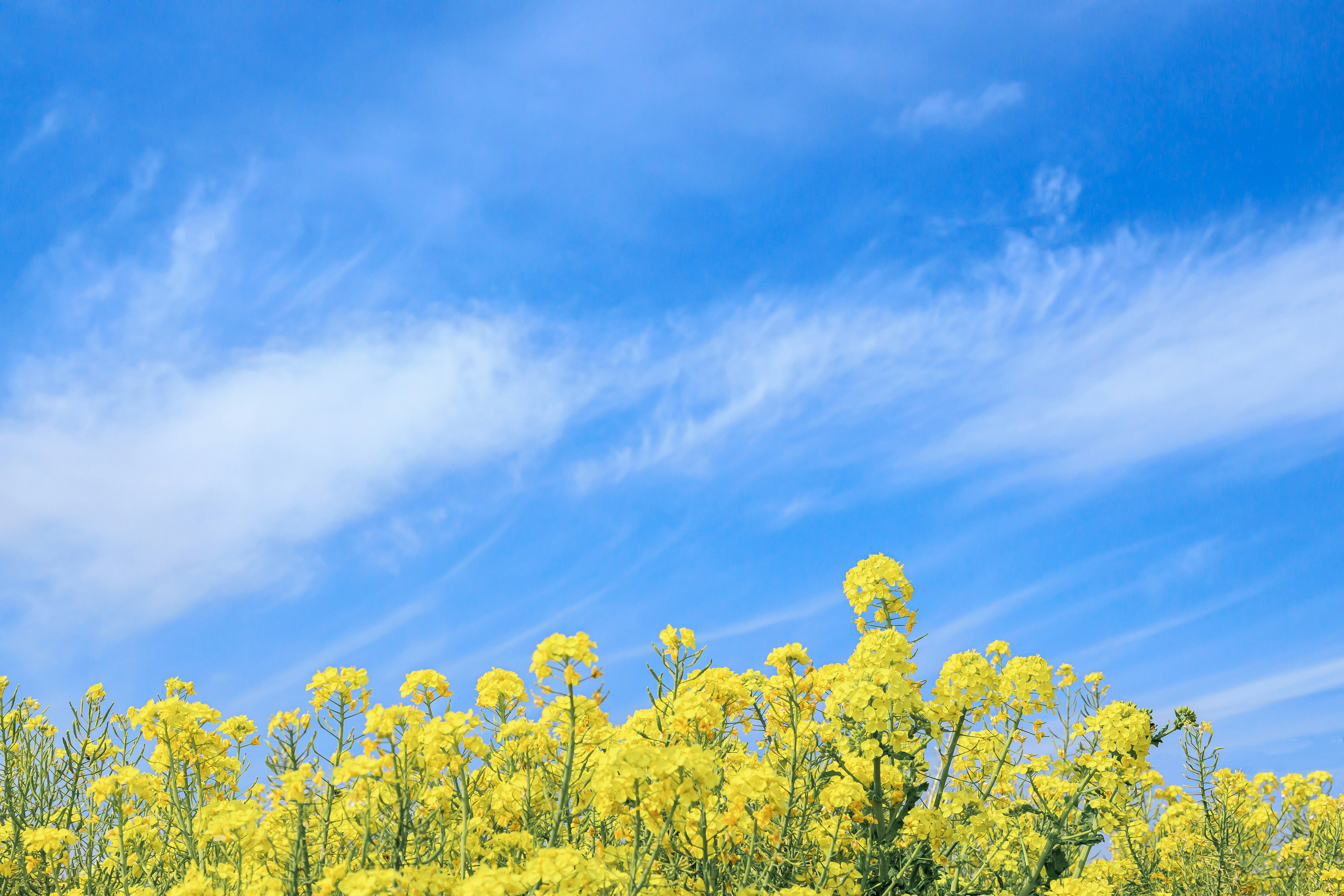 A field of yellow flowers under a blue sky