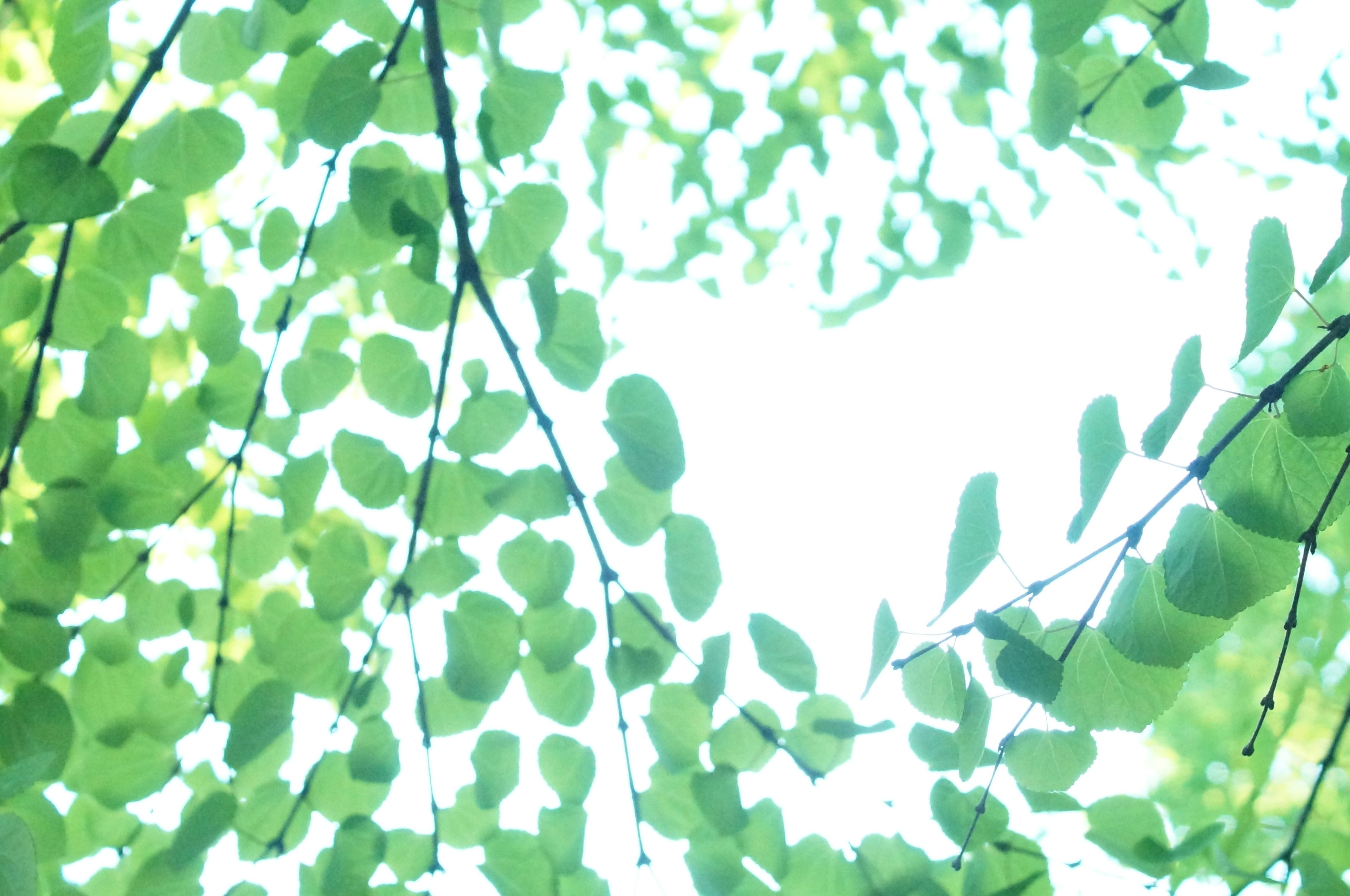 Canopy of vibrant green leaves with light filtering through